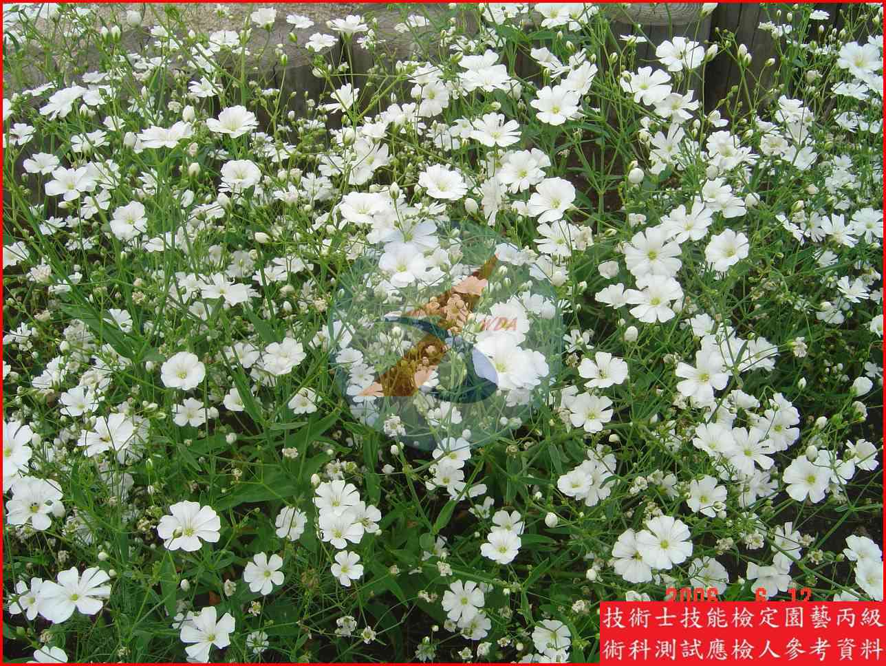 滿天星 園藝丙級識別圖片 2