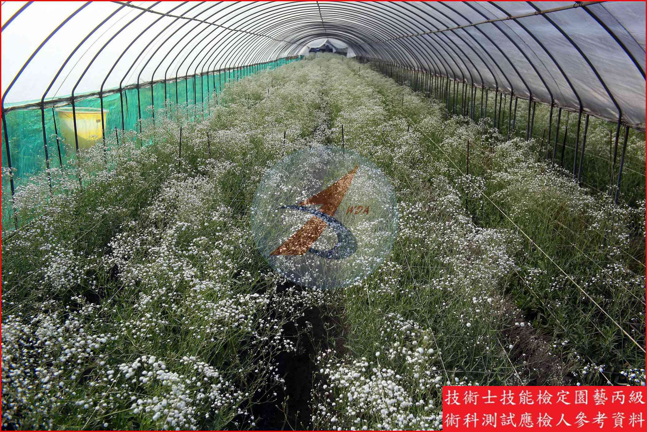 滿天星 園藝丙級識別圖片 4