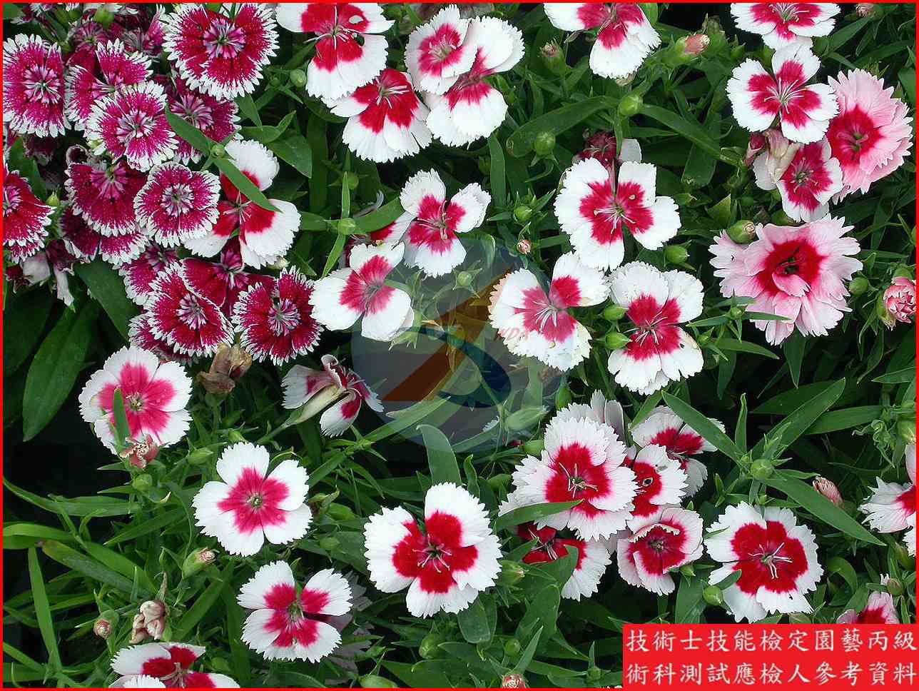 石竹 園藝丙級辨識圖片