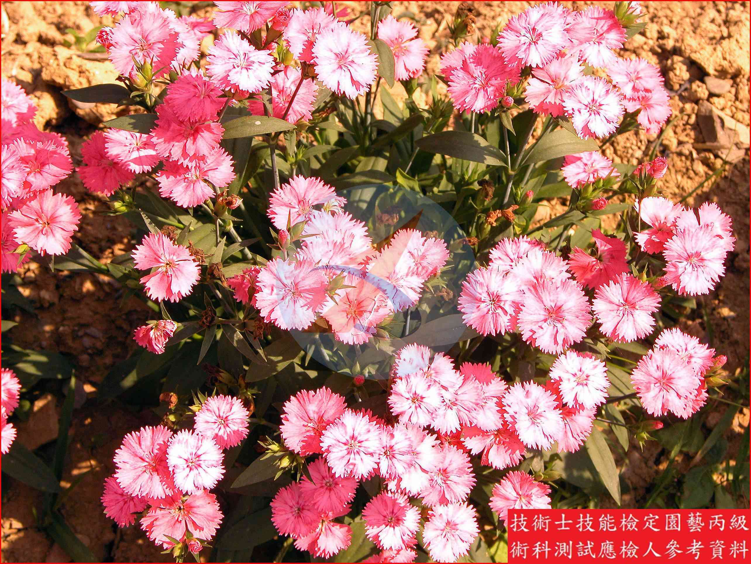 石竹 園藝丙級識別圖片 2
