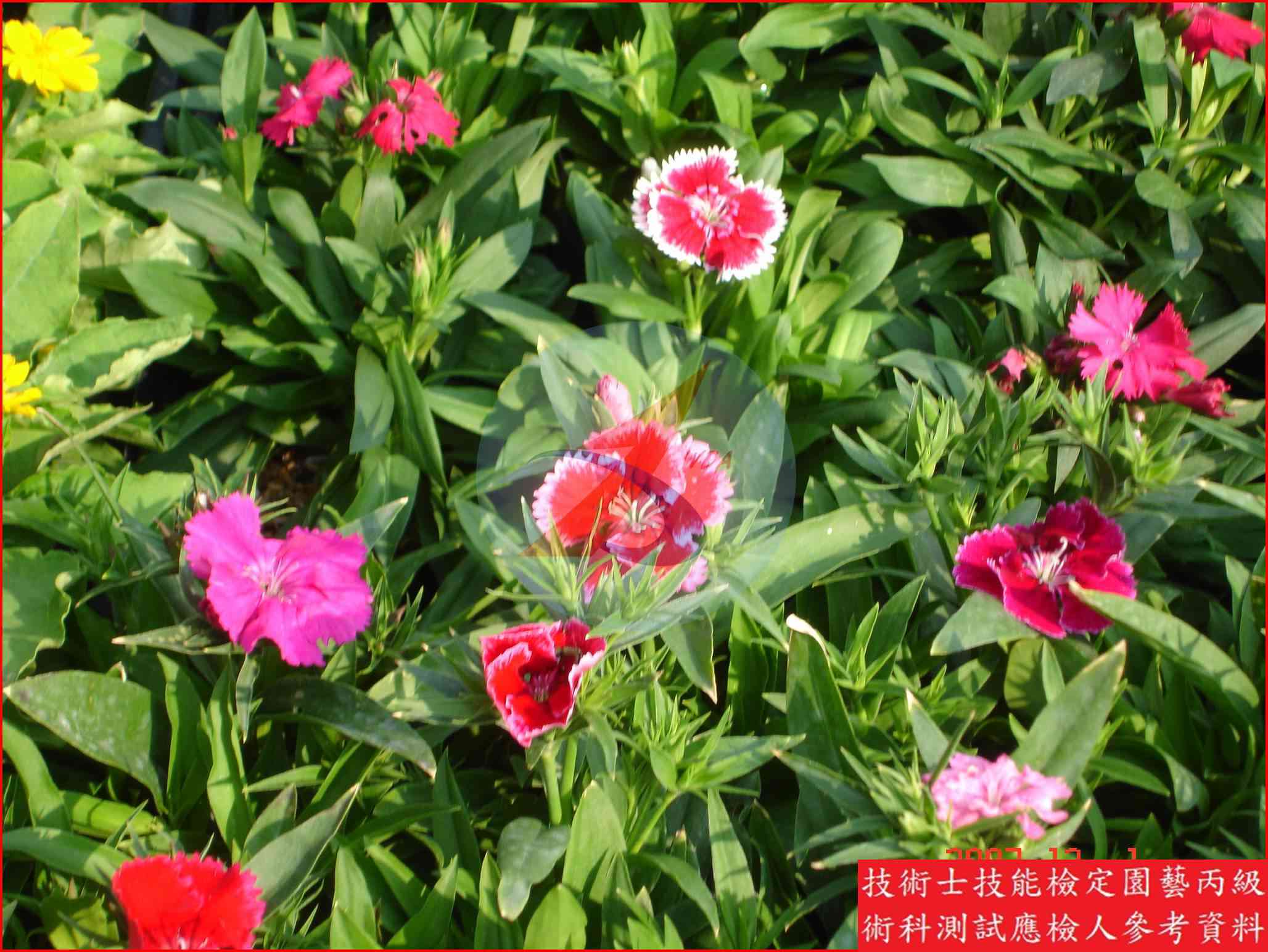 石竹 園藝丙級識別圖片 3