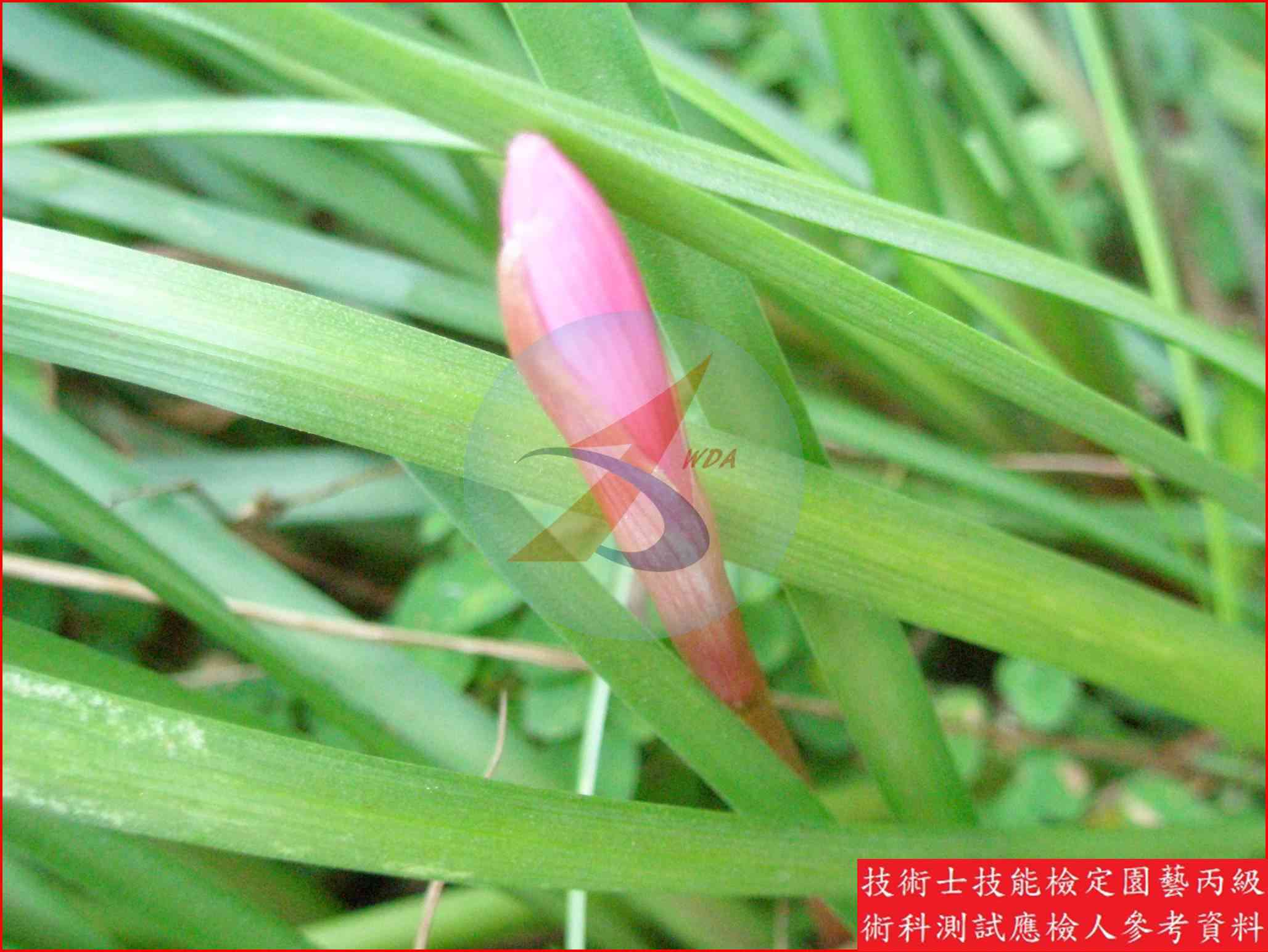 韭蘭 園藝丙級辨識圖片