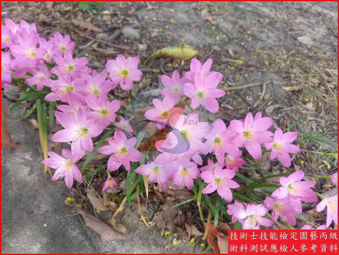 韭蘭 園藝丙級識別圖片 3
