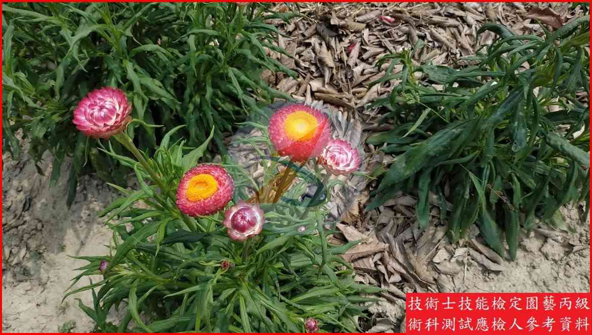 麥桿菊 園藝丙級識別圖片 2