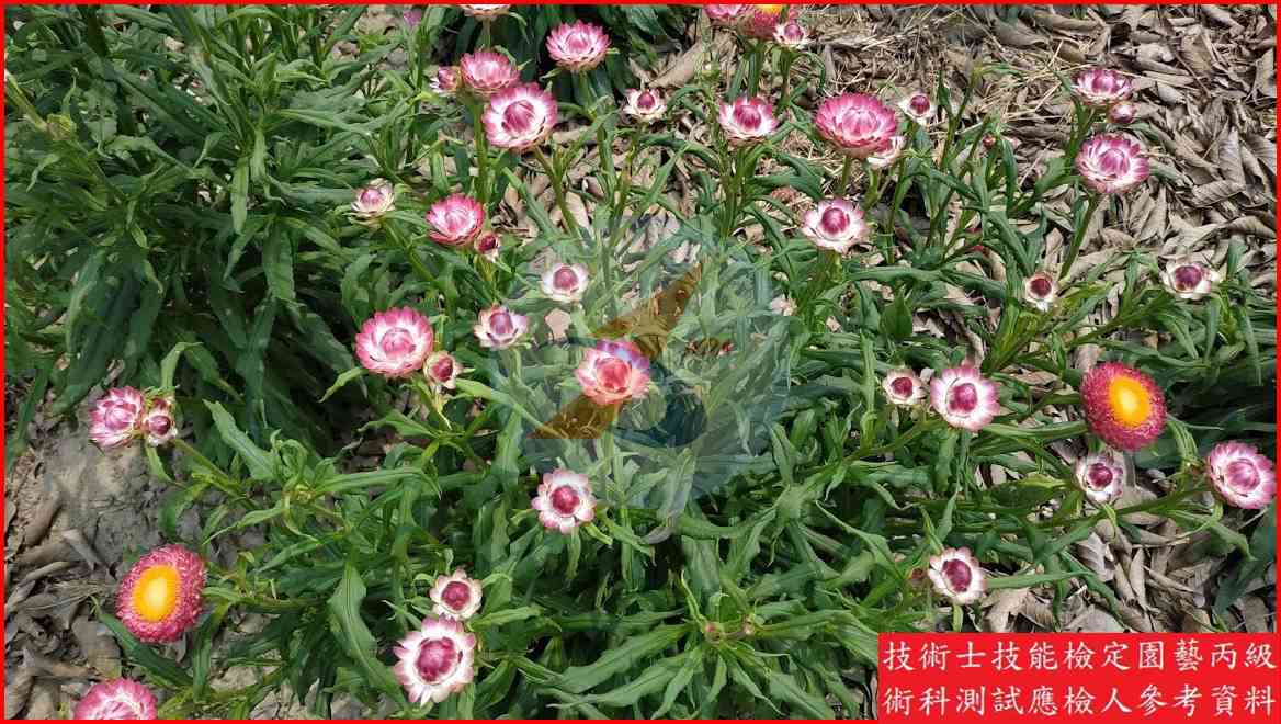 麥桿菊 園藝丙級識別圖片 3