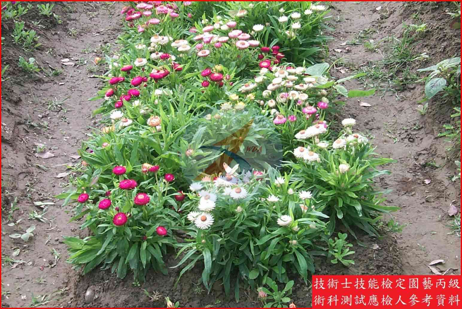 麥桿菊 園藝丙級識別圖片 4