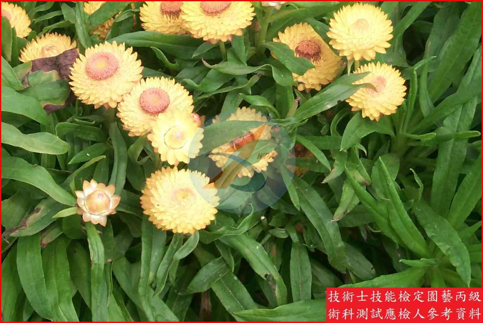 麥桿菊 園藝丙級識別圖片 5
