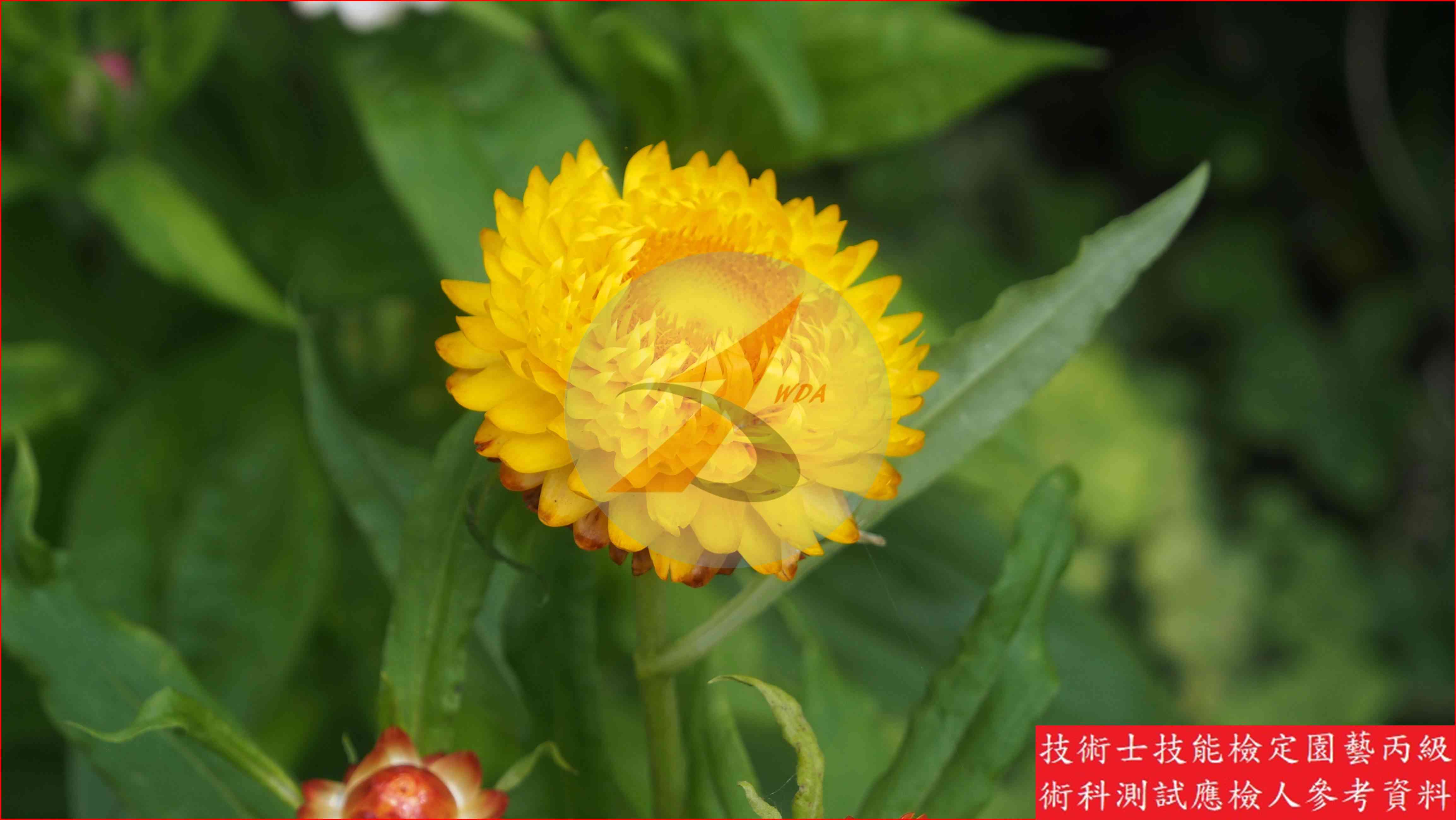 麥桿菊 園藝丙級識別圖片 6