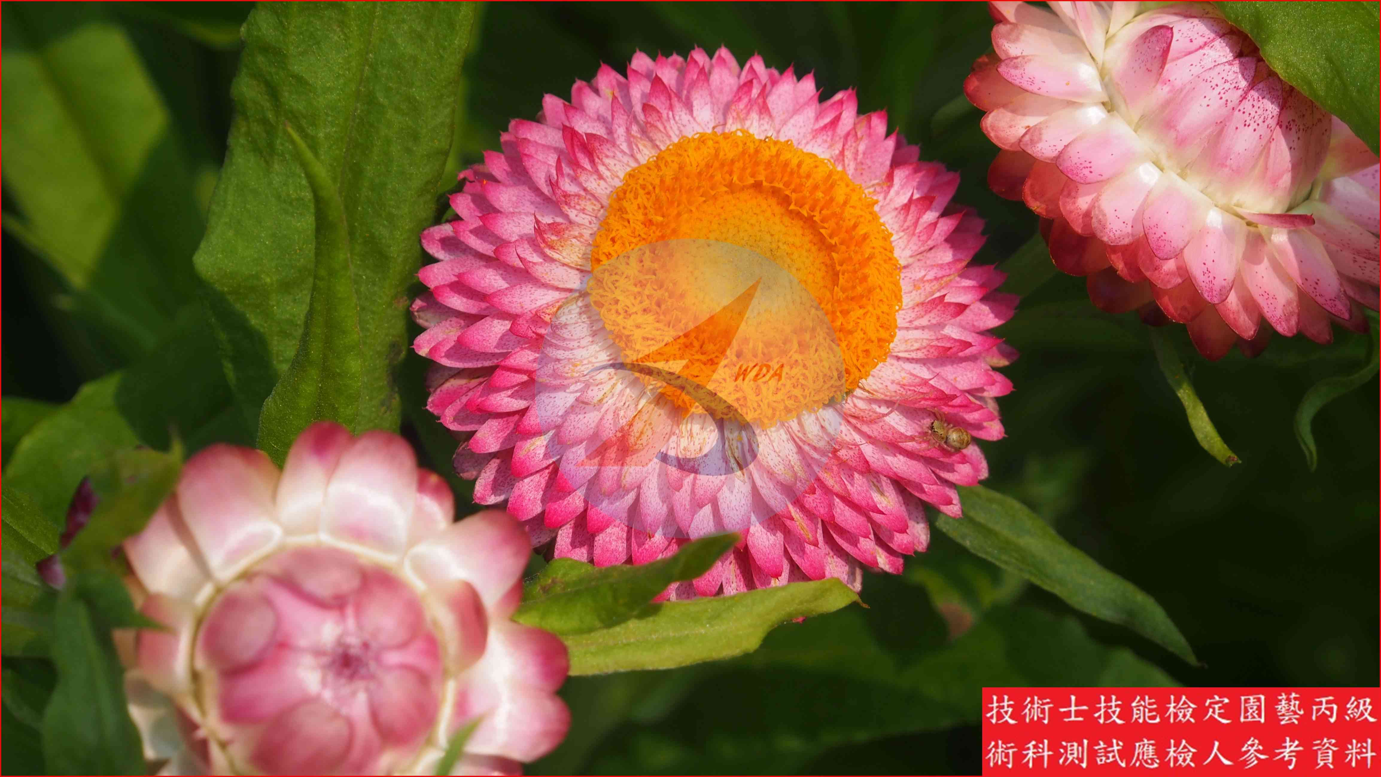 麥桿菊 園藝丙級識別圖片 7