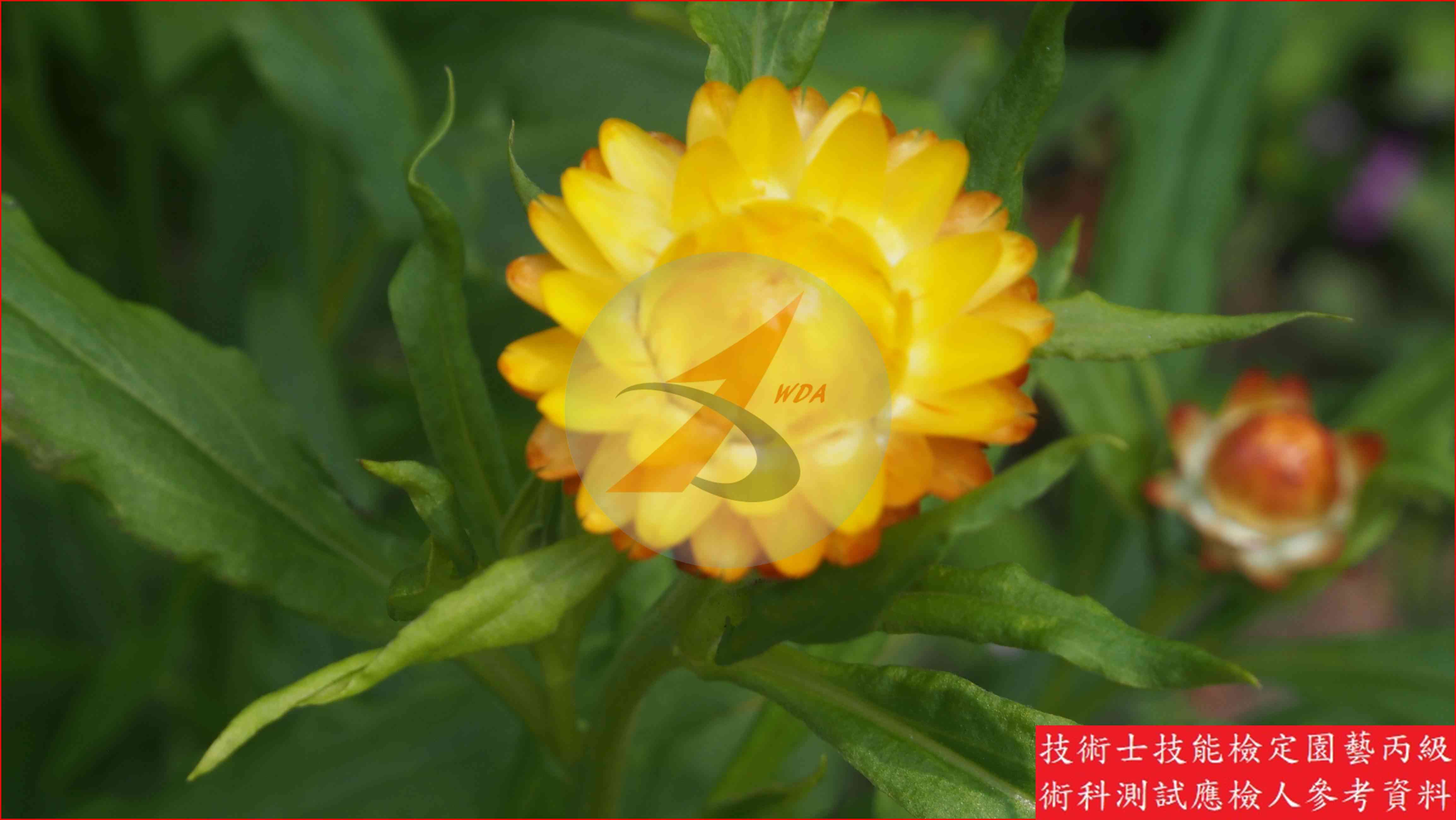 麥桿菊 園藝丙級識別圖片 8