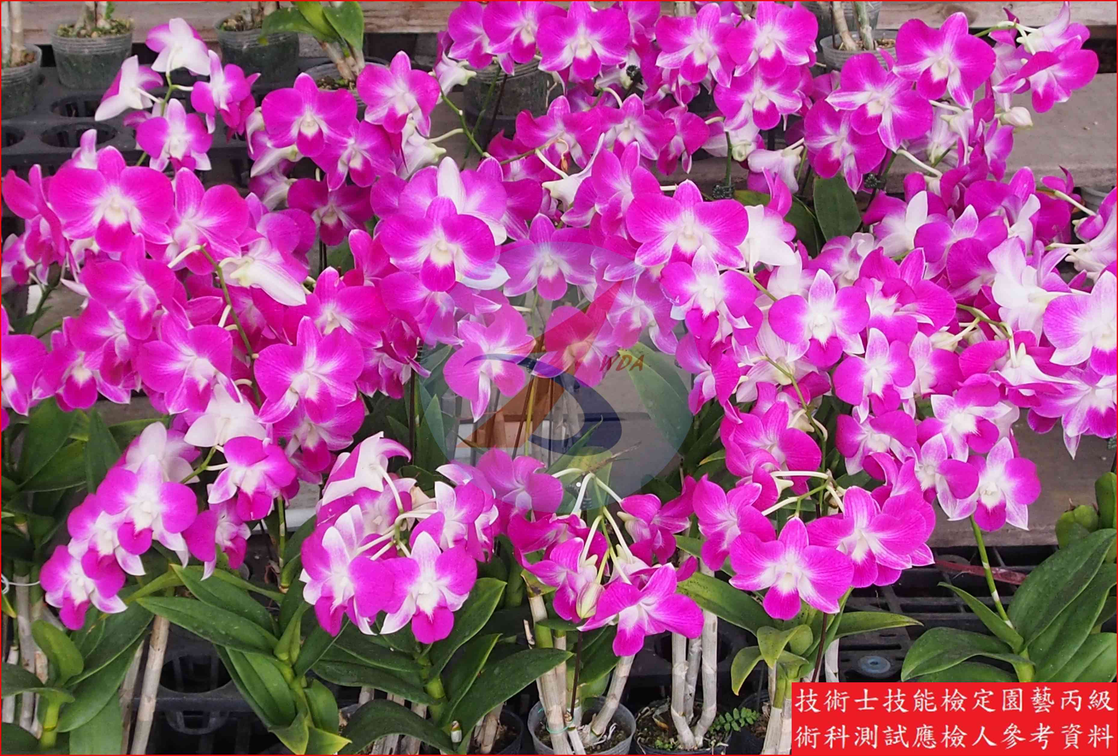 秋石斛蘭 園藝丙級識別圖片 2