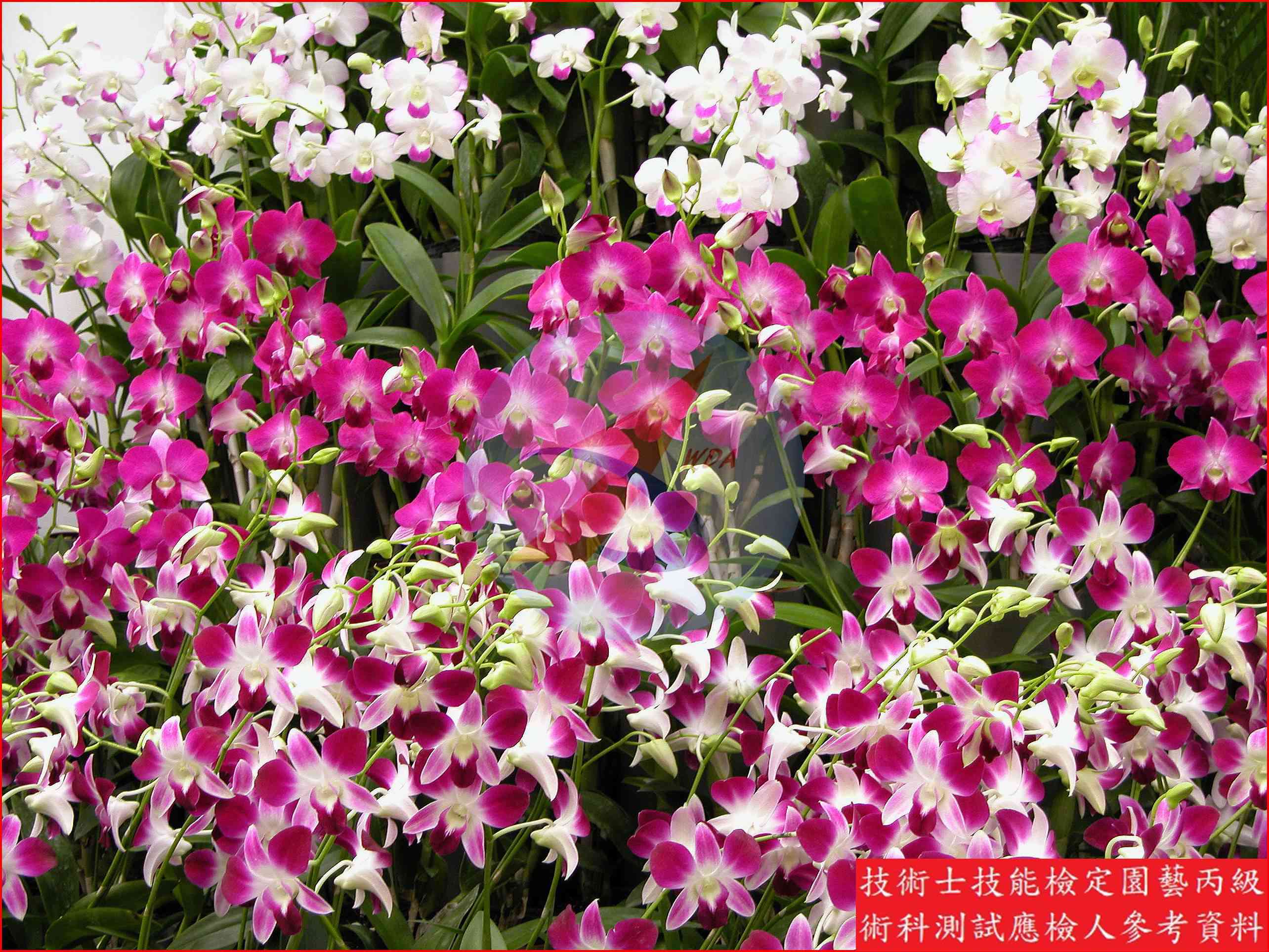 秋石斛蘭 園藝丙級識別圖片 3
