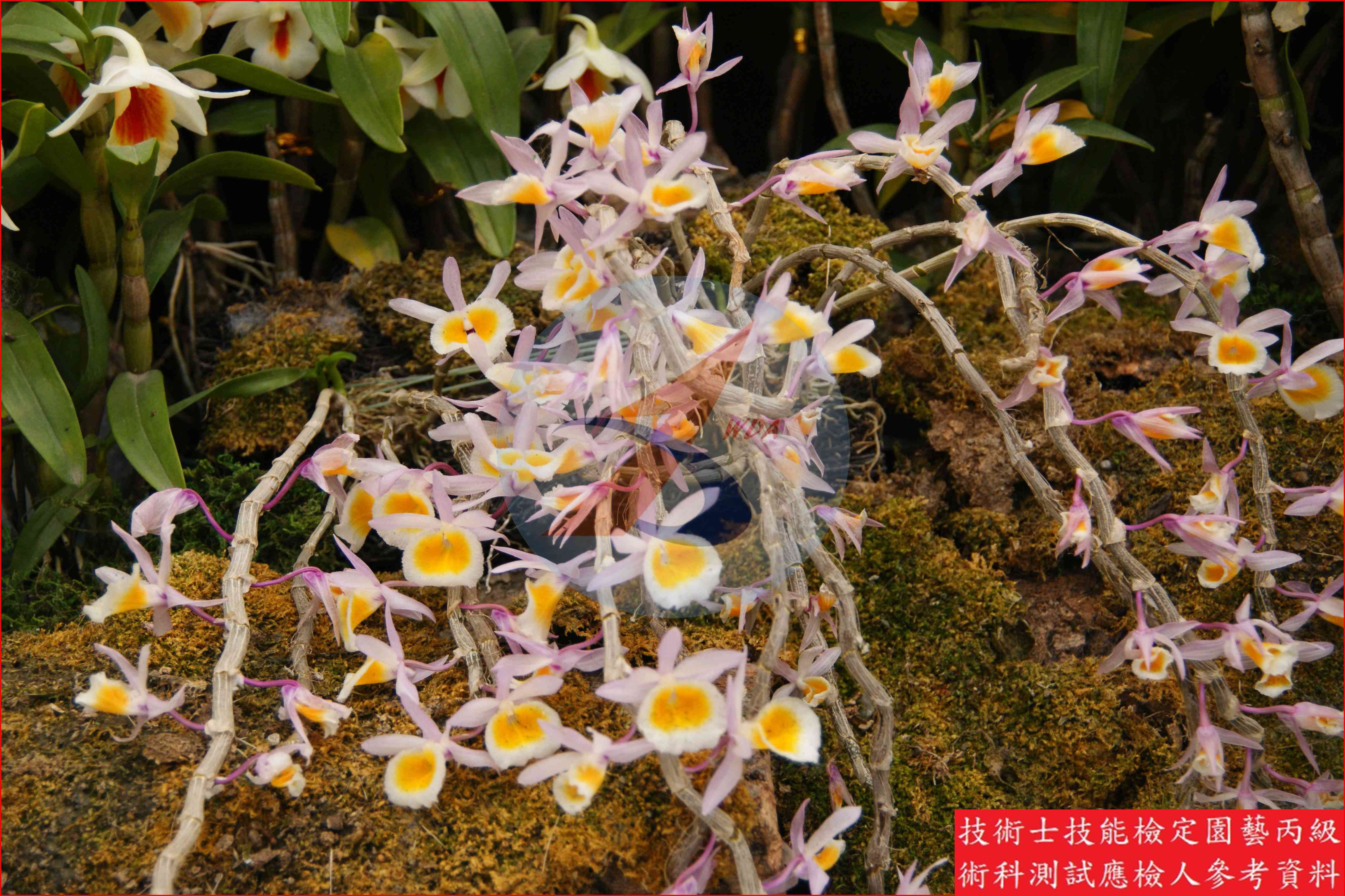 春石斛蘭 園藝丙級辨識圖片