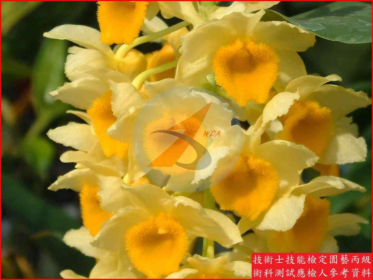 春石斛蘭 園藝丙級識別圖片 3