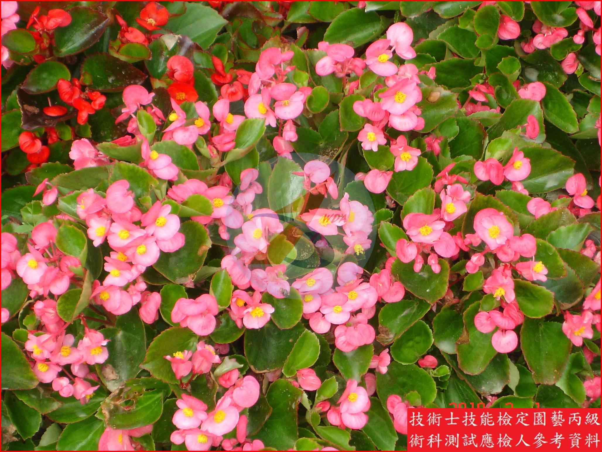 四季秋海棠 園藝丙級識別圖片 2