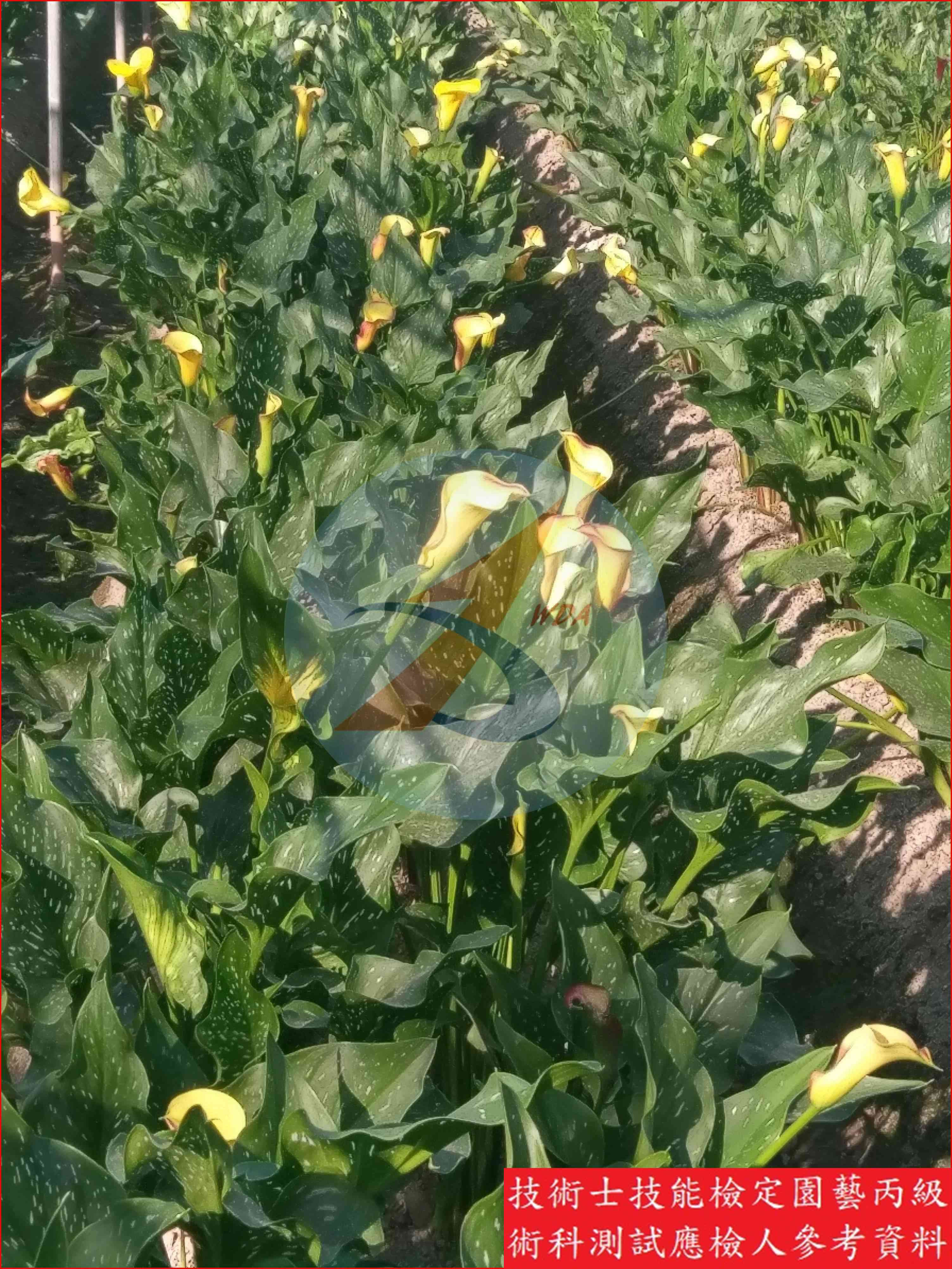 彩色海芋 園藝丙級識別圖片 2