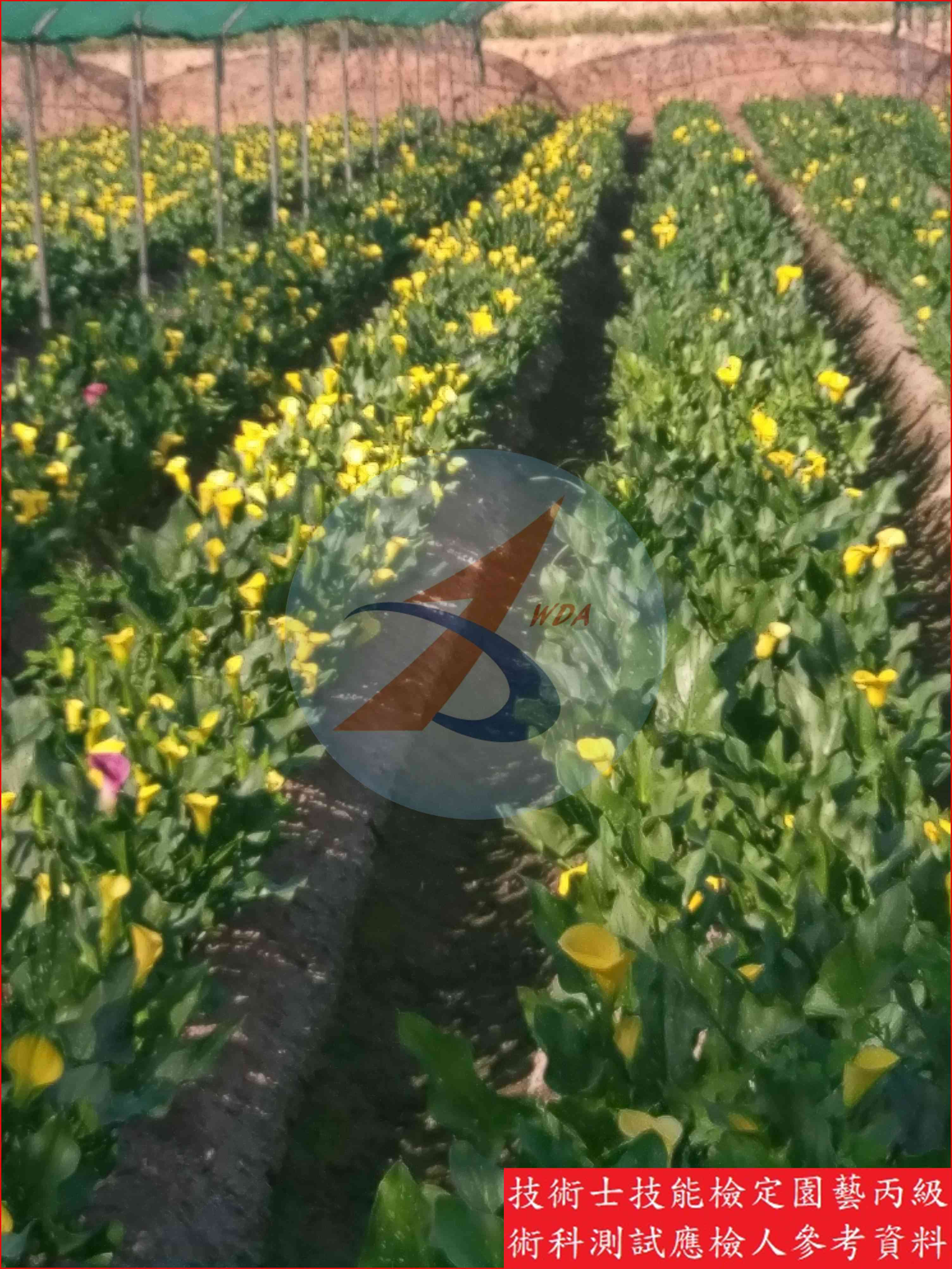 彩色海芋 園藝丙級識別圖片 3