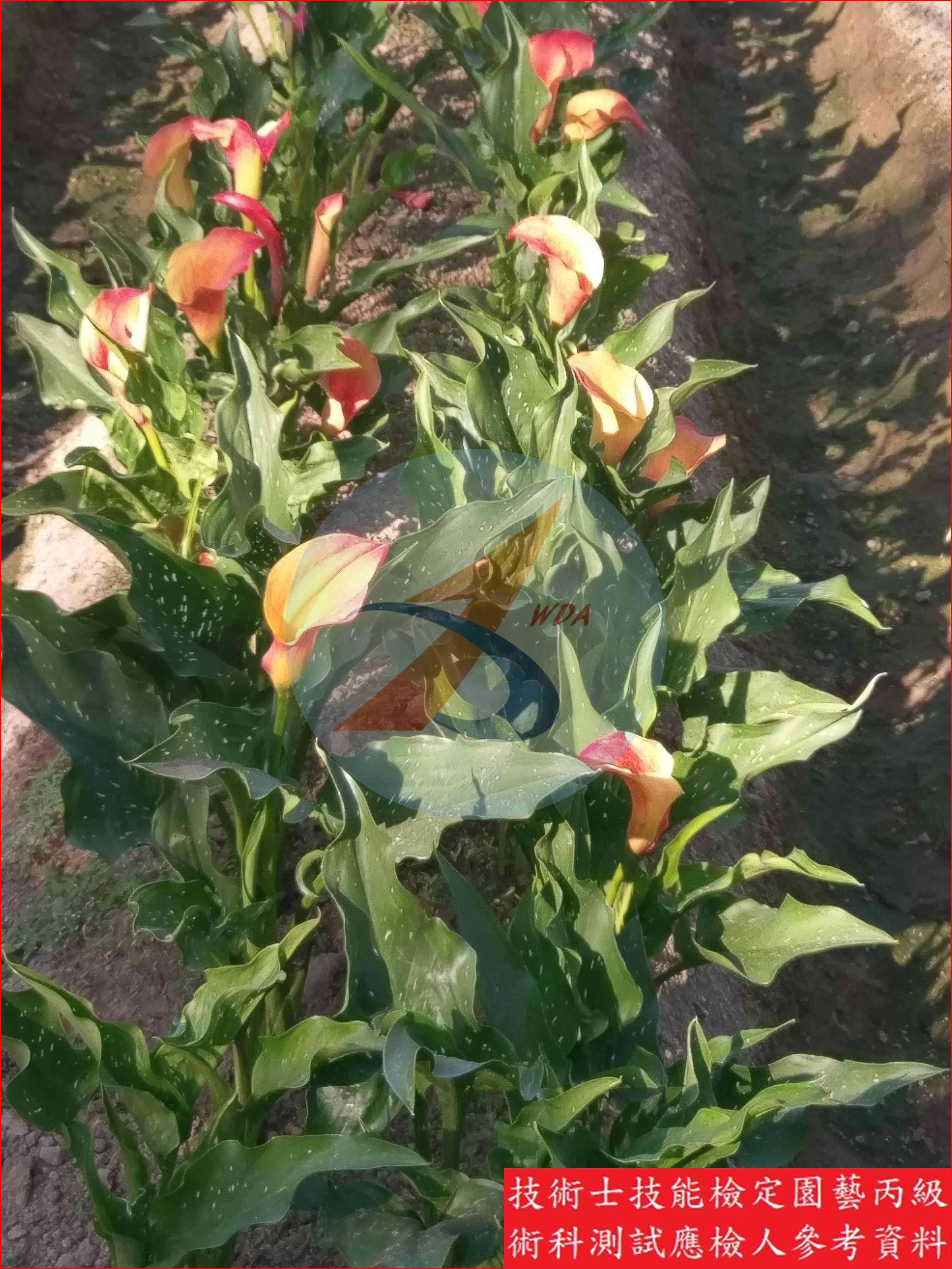 彩色海芋 園藝丙級識別圖片 4