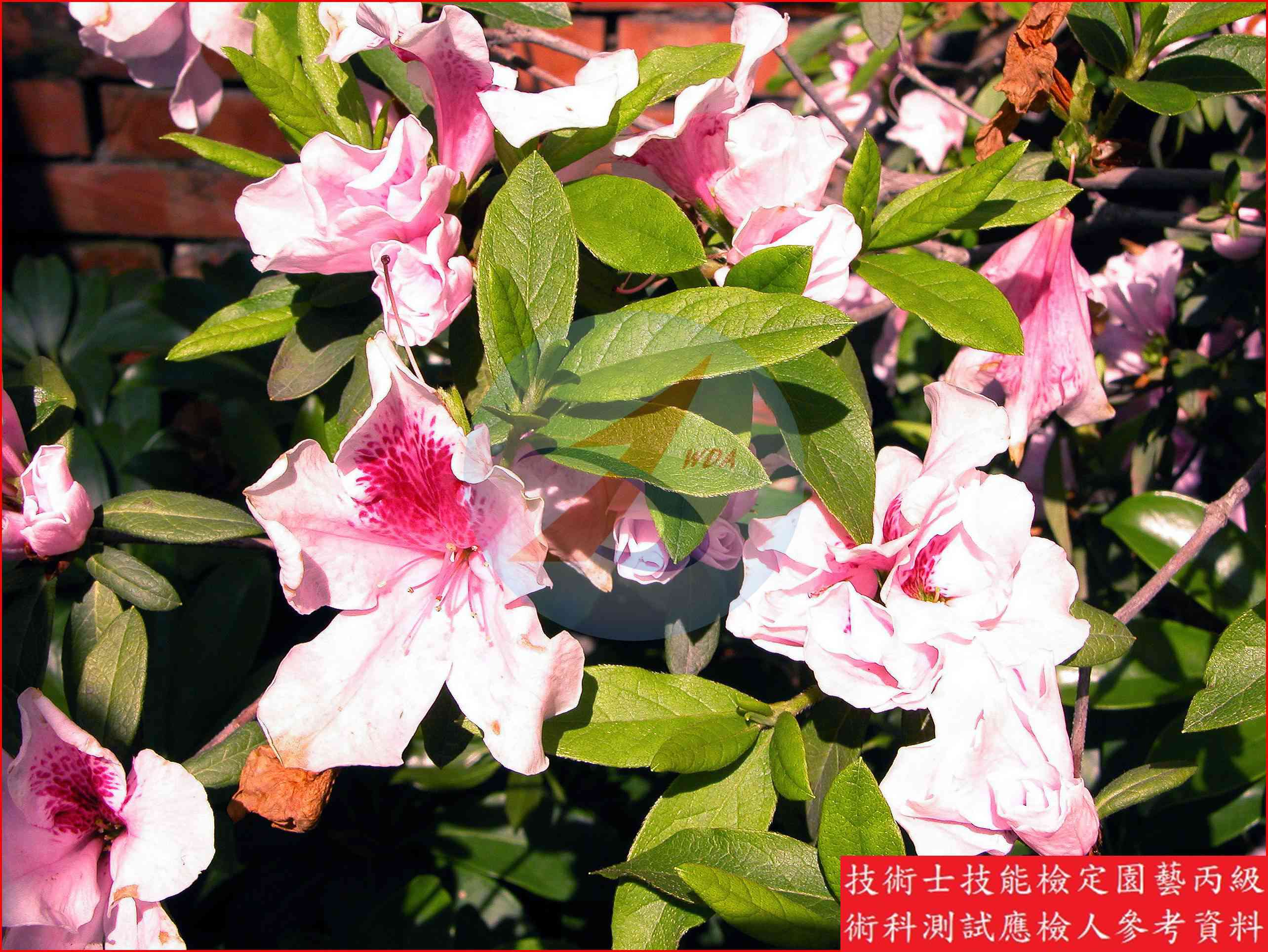 杜鵑 園藝丙級識別主圖