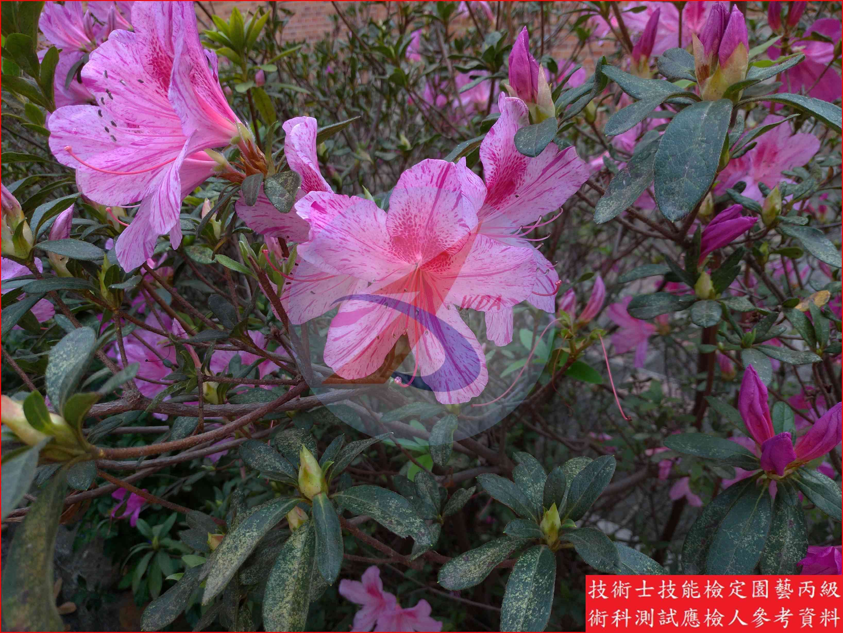 杜鵑 園藝丙級識別圖片 3