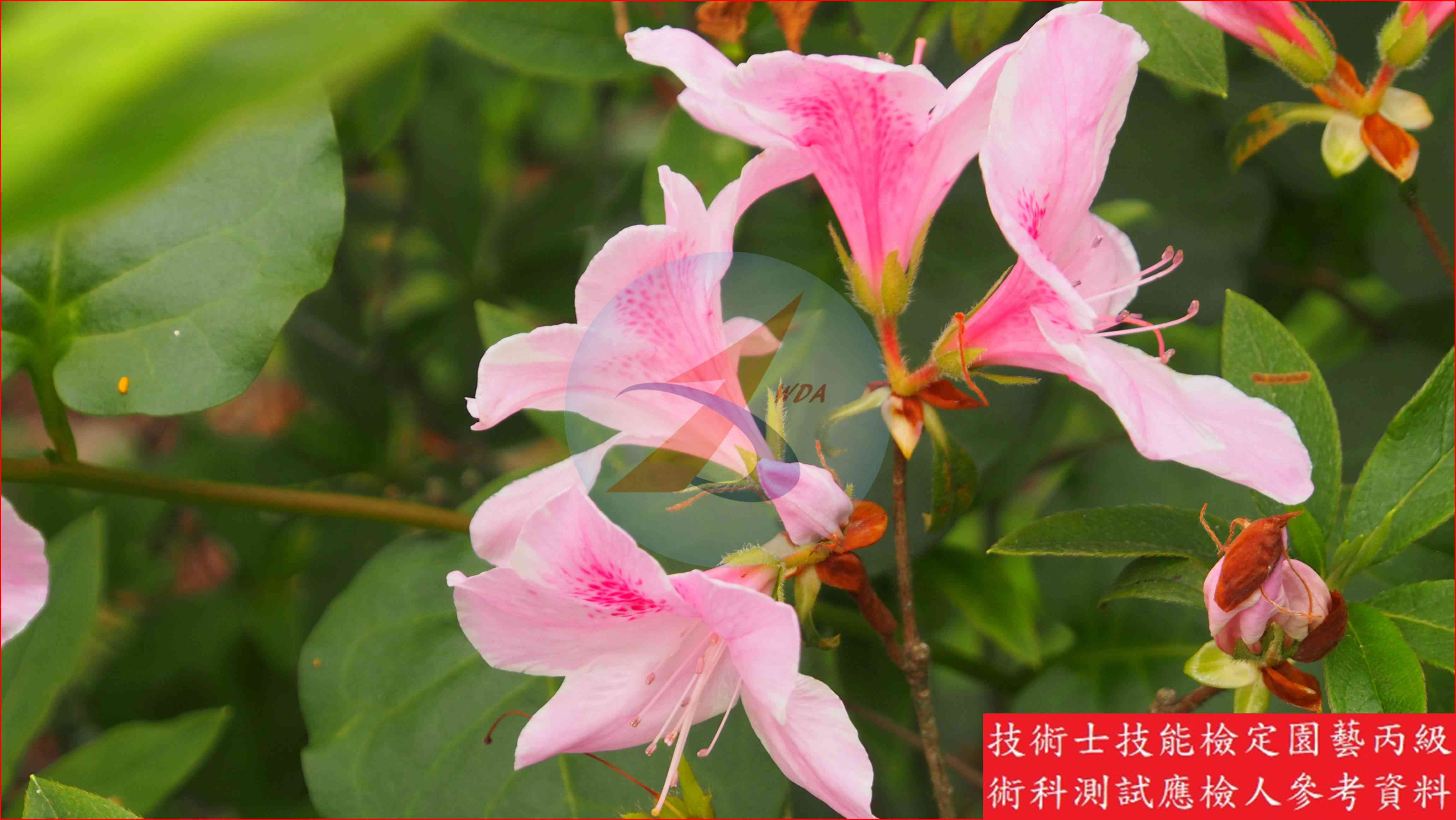 杜鵑 園藝丙級識別圖片 4