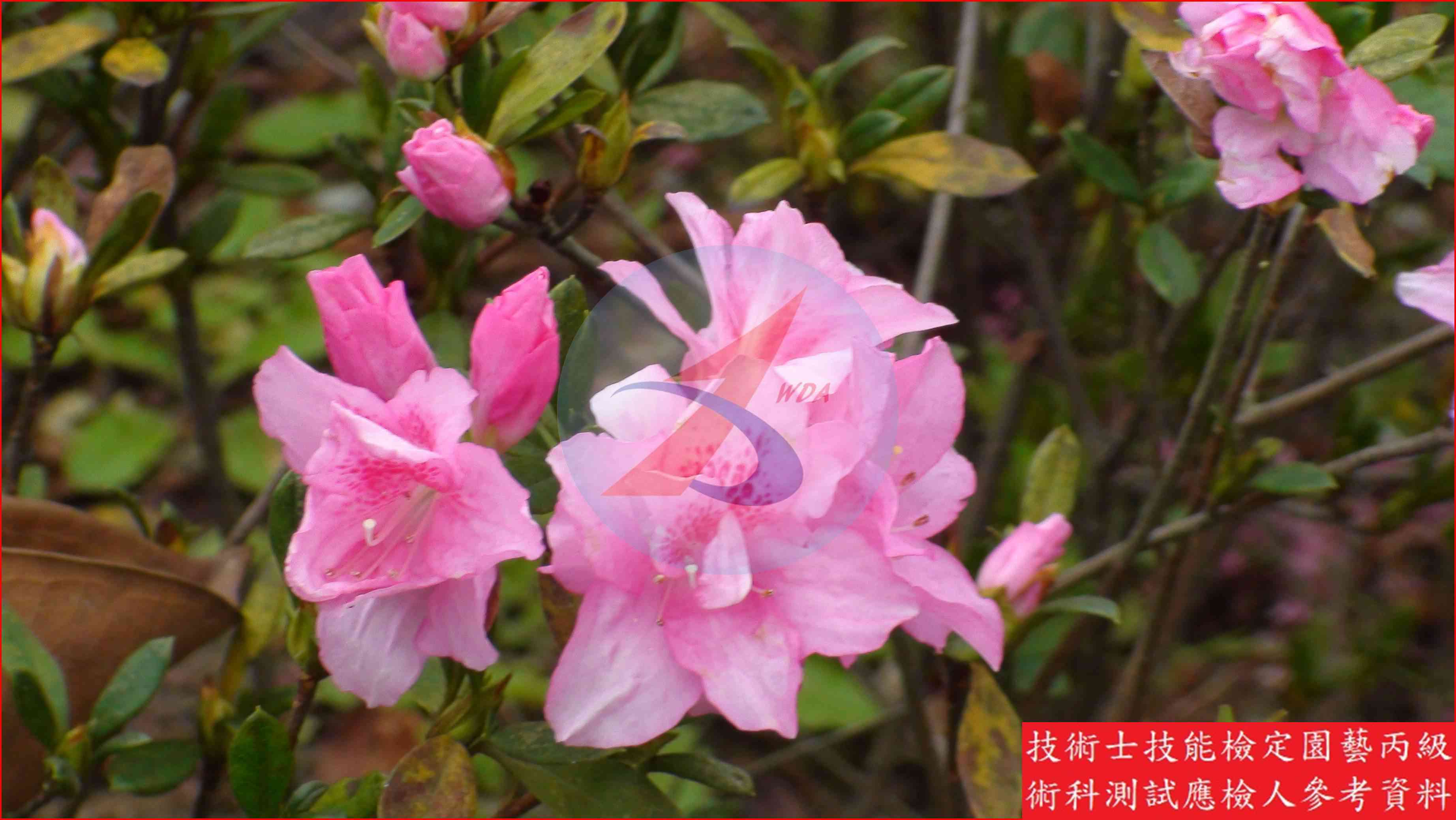 杜鵑 園藝丙級識別圖片 5