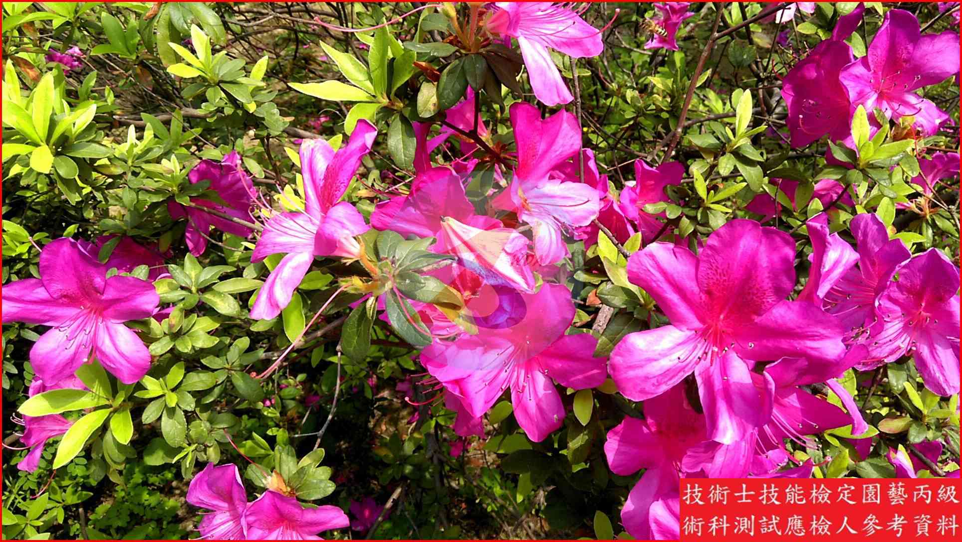 杜鵑 園藝丙級識別圖片 6