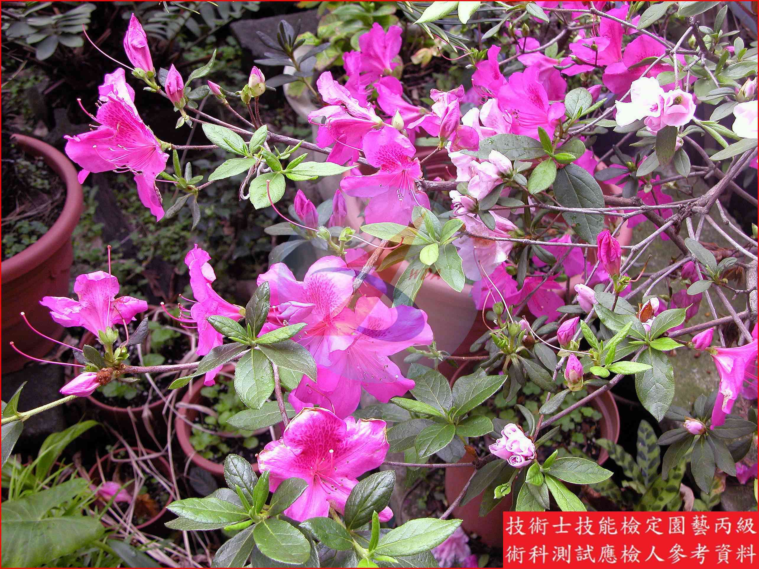 杜鵑 園藝丙級識別圖片 7
