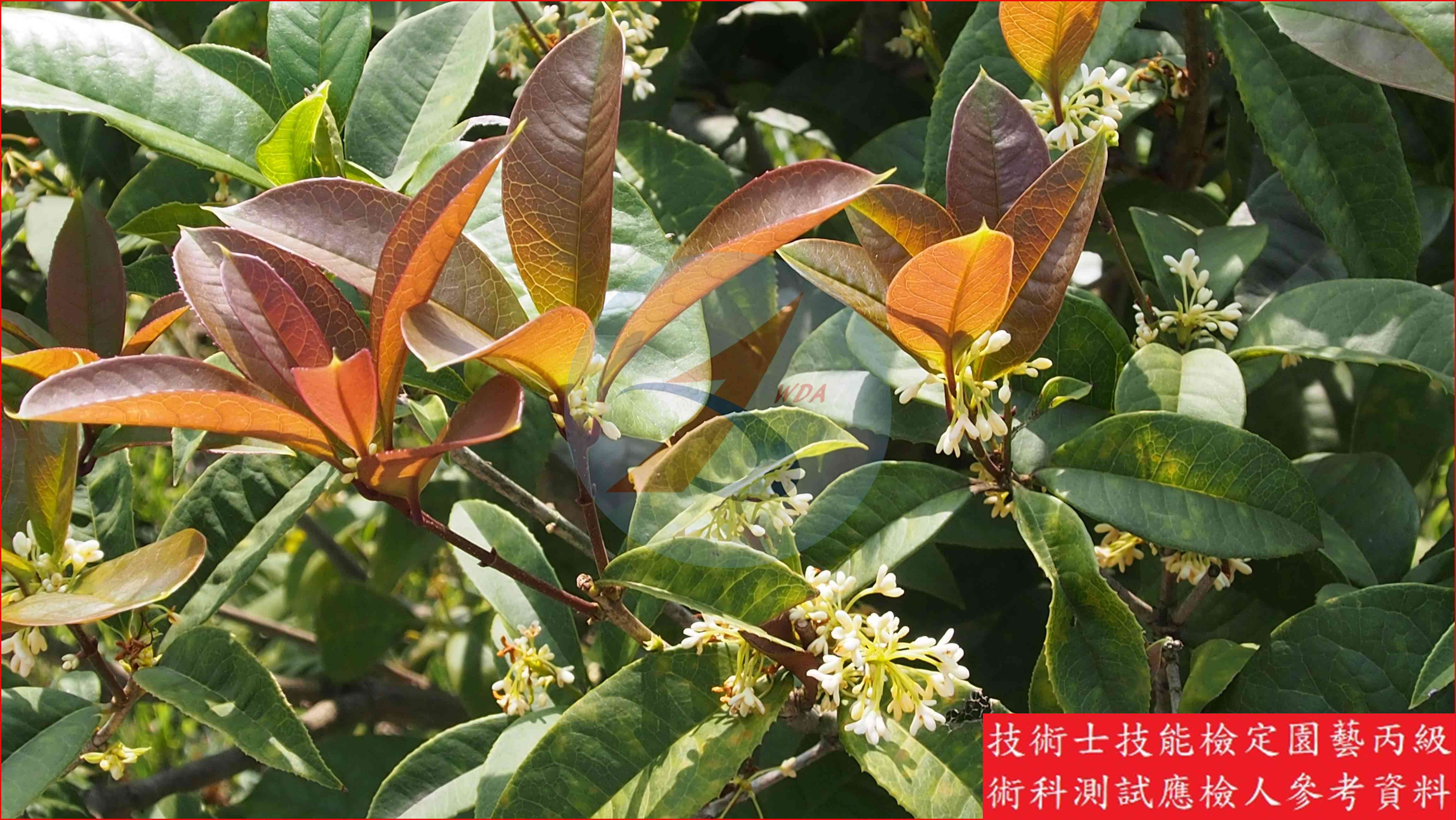 桂花 園藝丙級辨識圖片