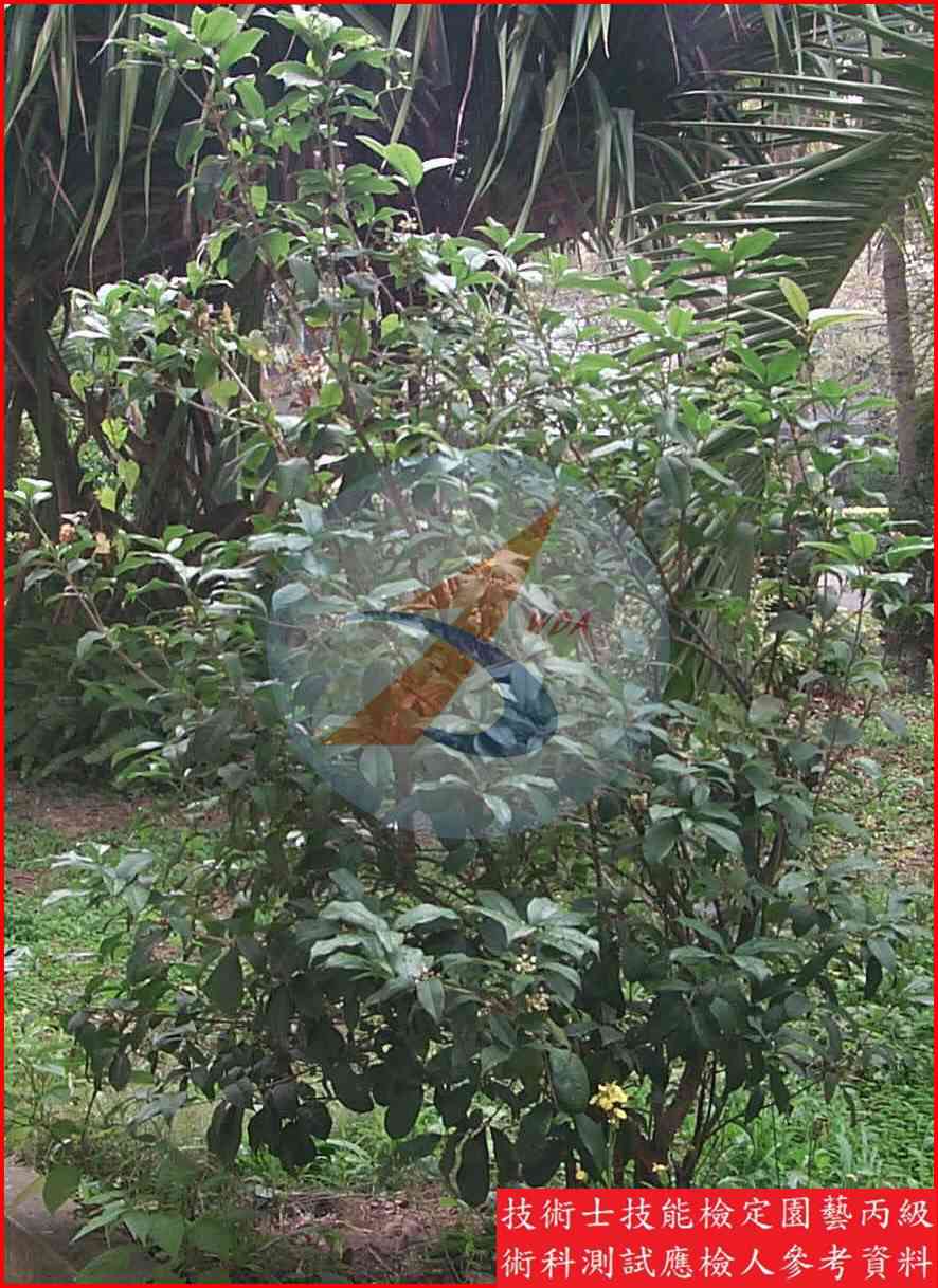 桂花 園藝丙級識別圖片 3