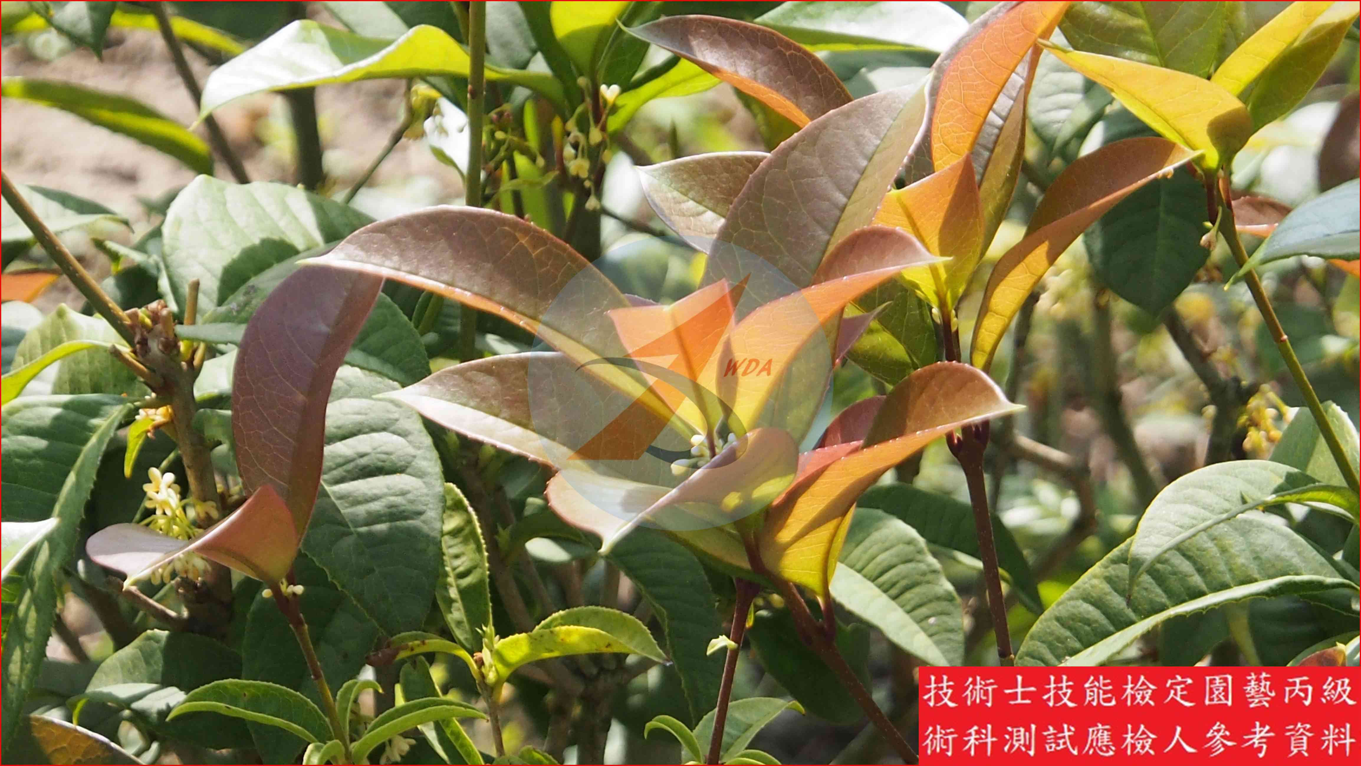 桂花 園藝丙級識別圖片 4