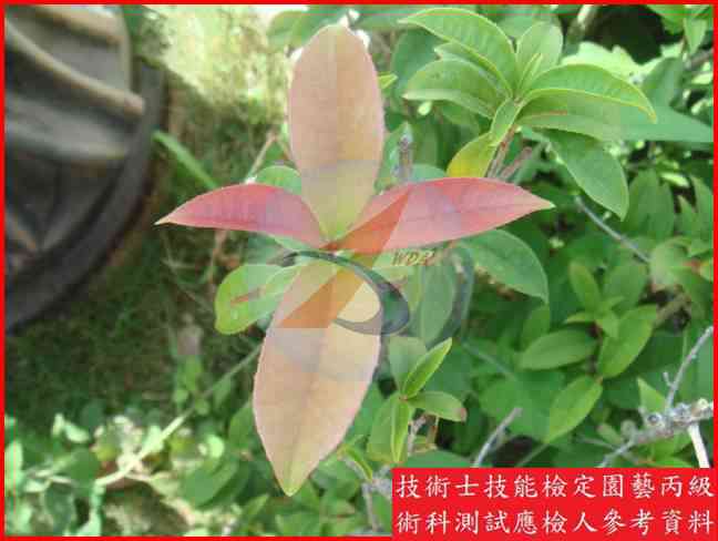 桂花 園藝丙級識別圖片 5