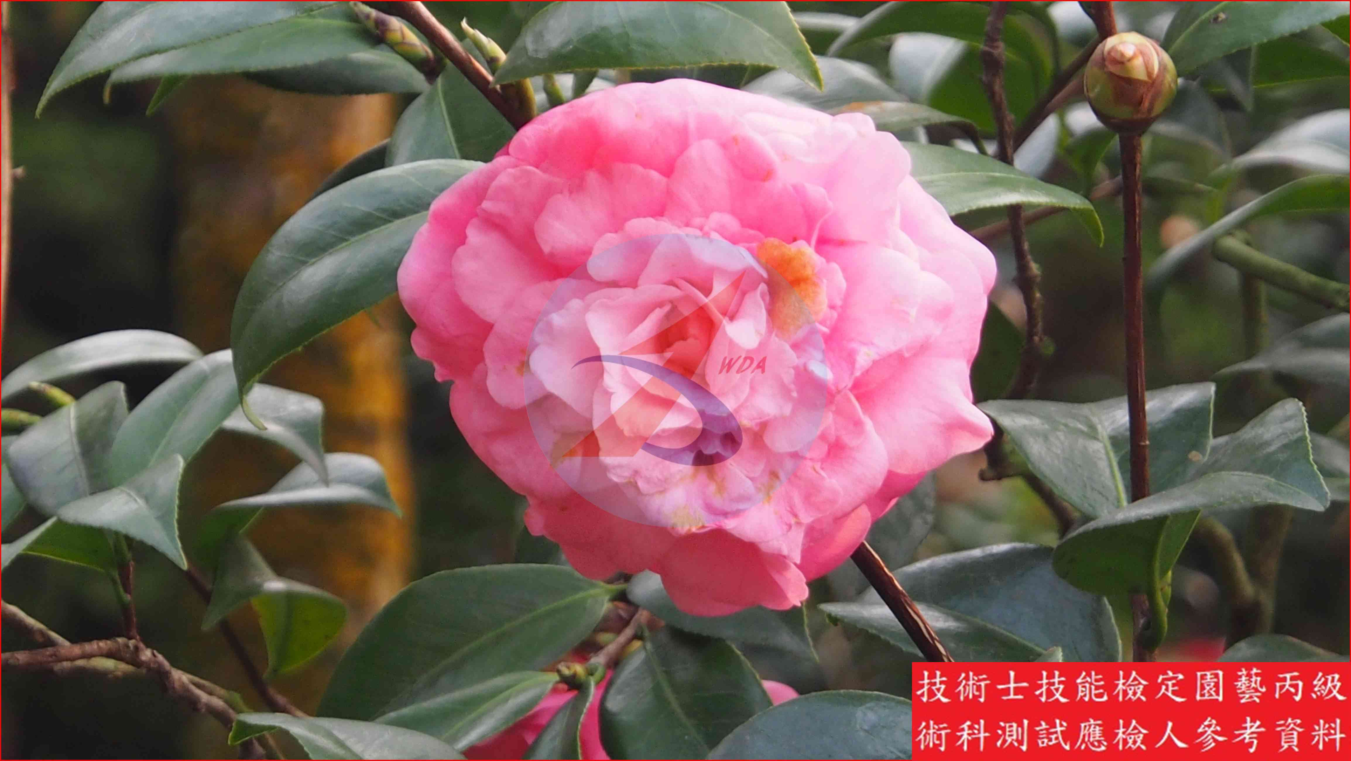 茶花 園藝丙級辨識圖片