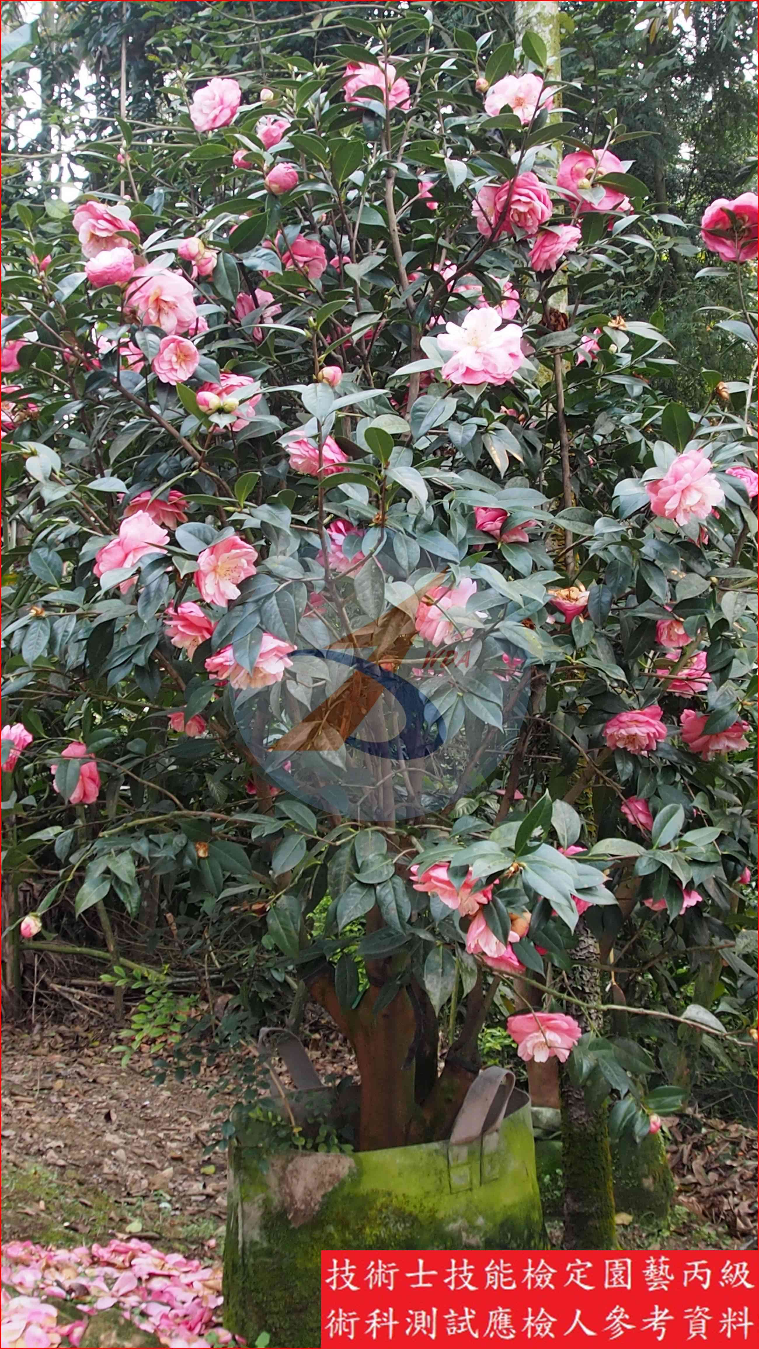 茶花 園藝丙級識別圖片 2
