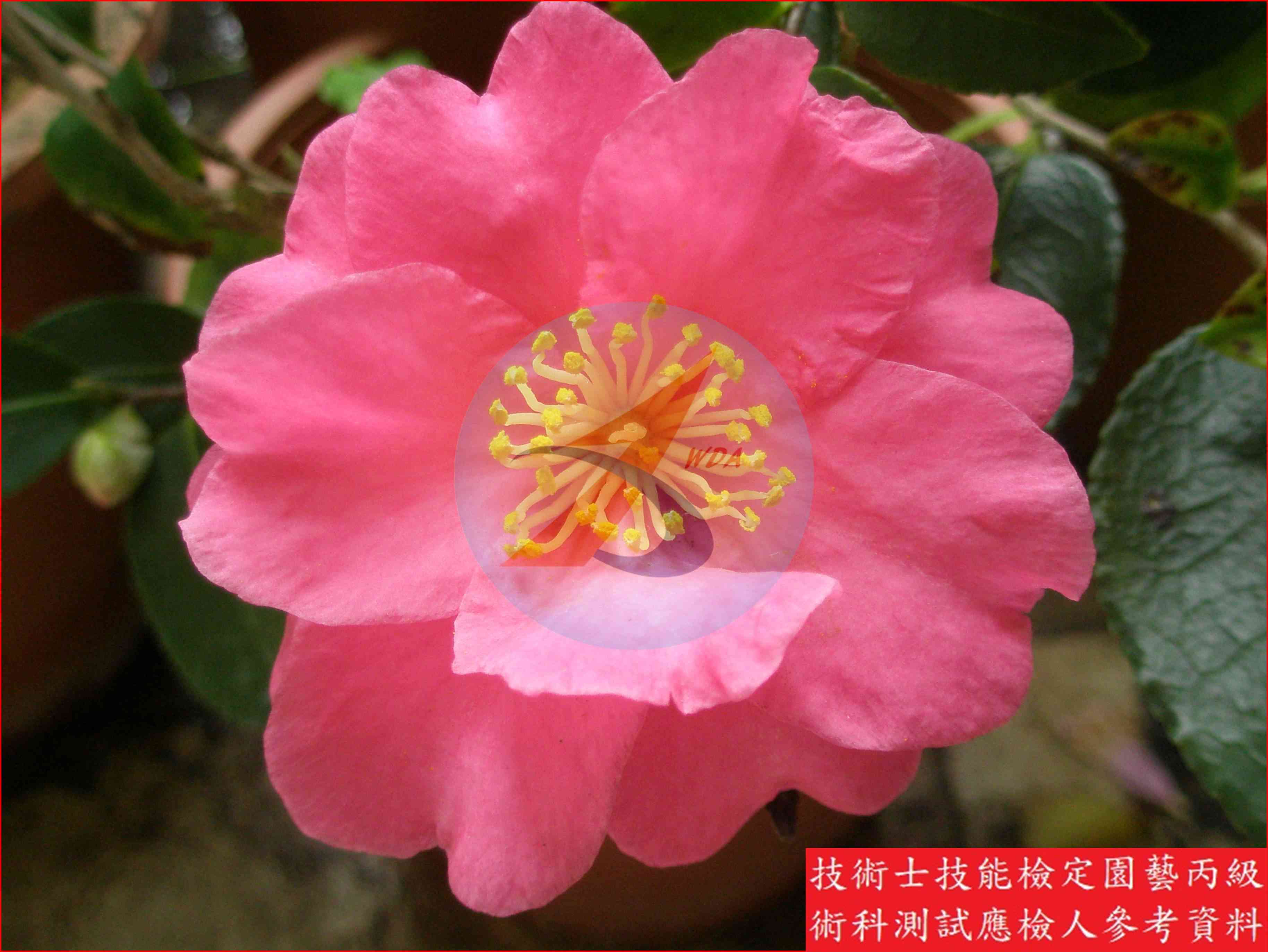 茶花 園藝丙級識別圖片 3