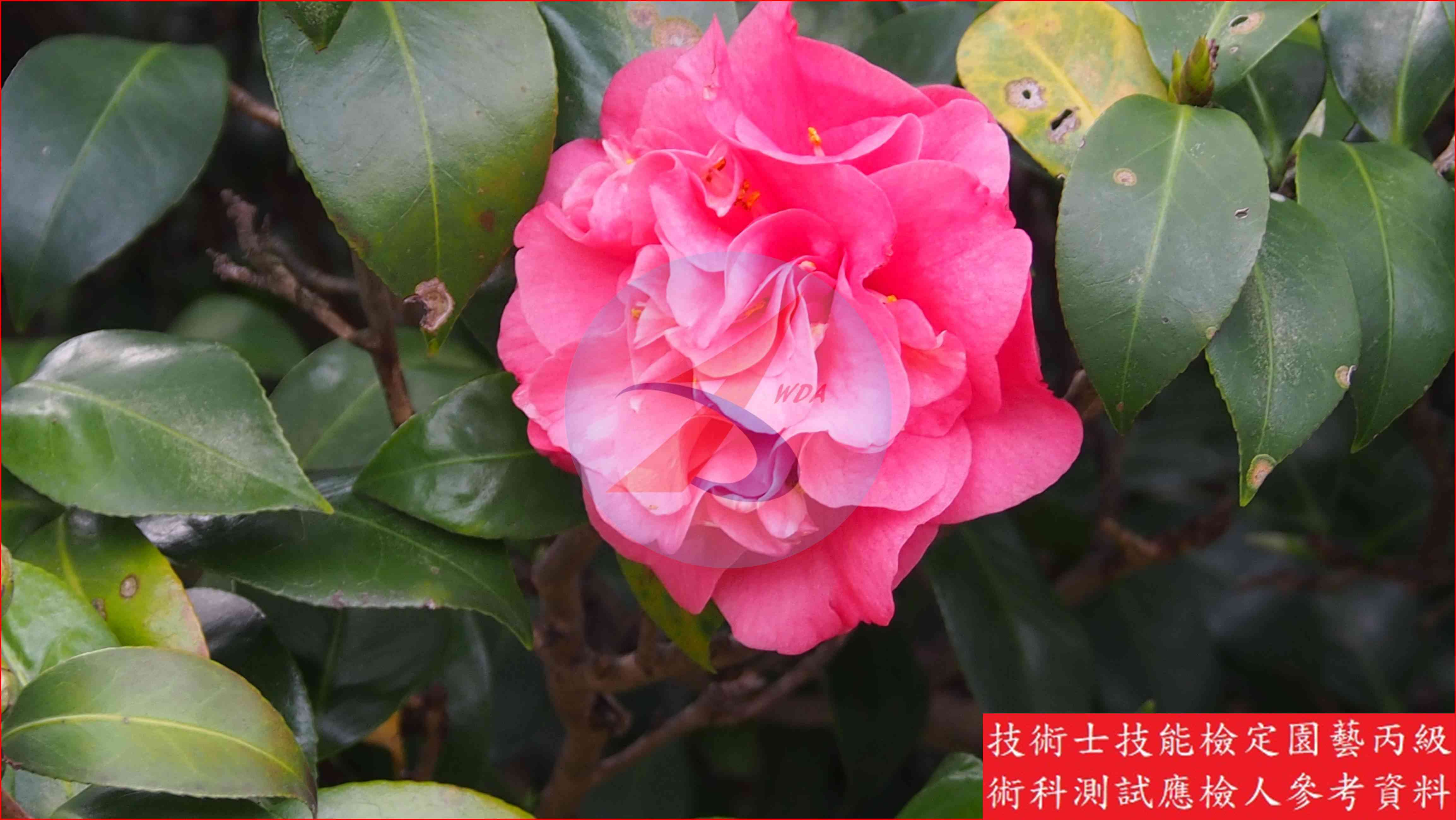 茶花 園藝丙級識別圖片 4