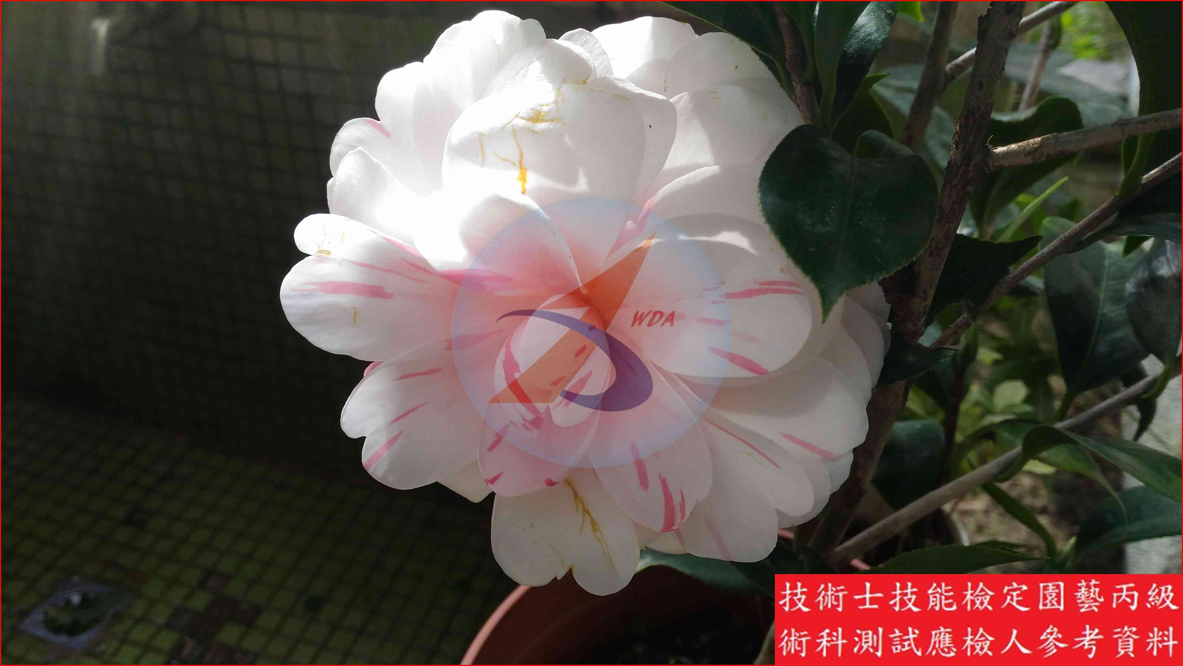 茶花 園藝丙級識別圖片 5