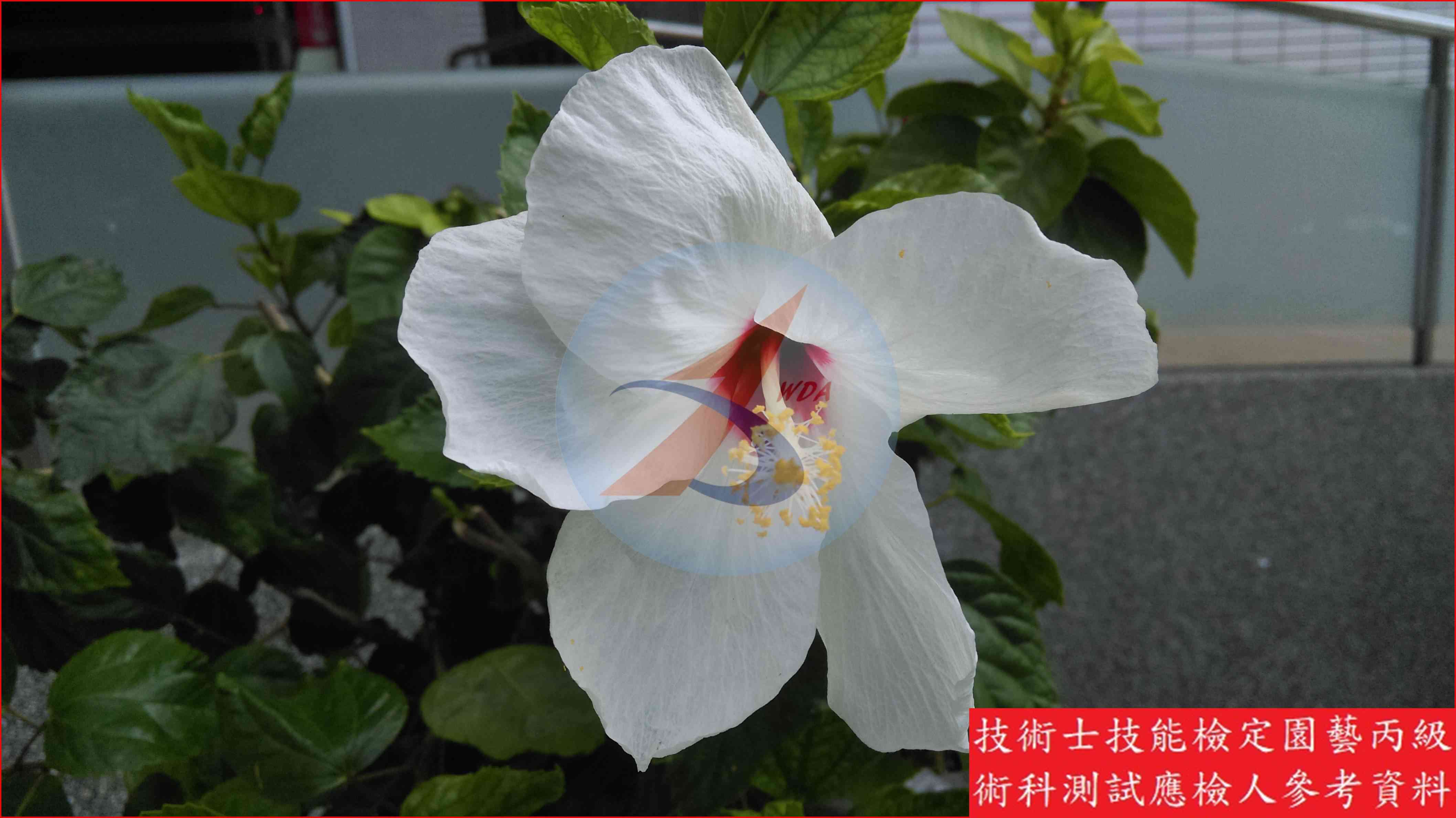 朱槿 園藝丙級識別主圖