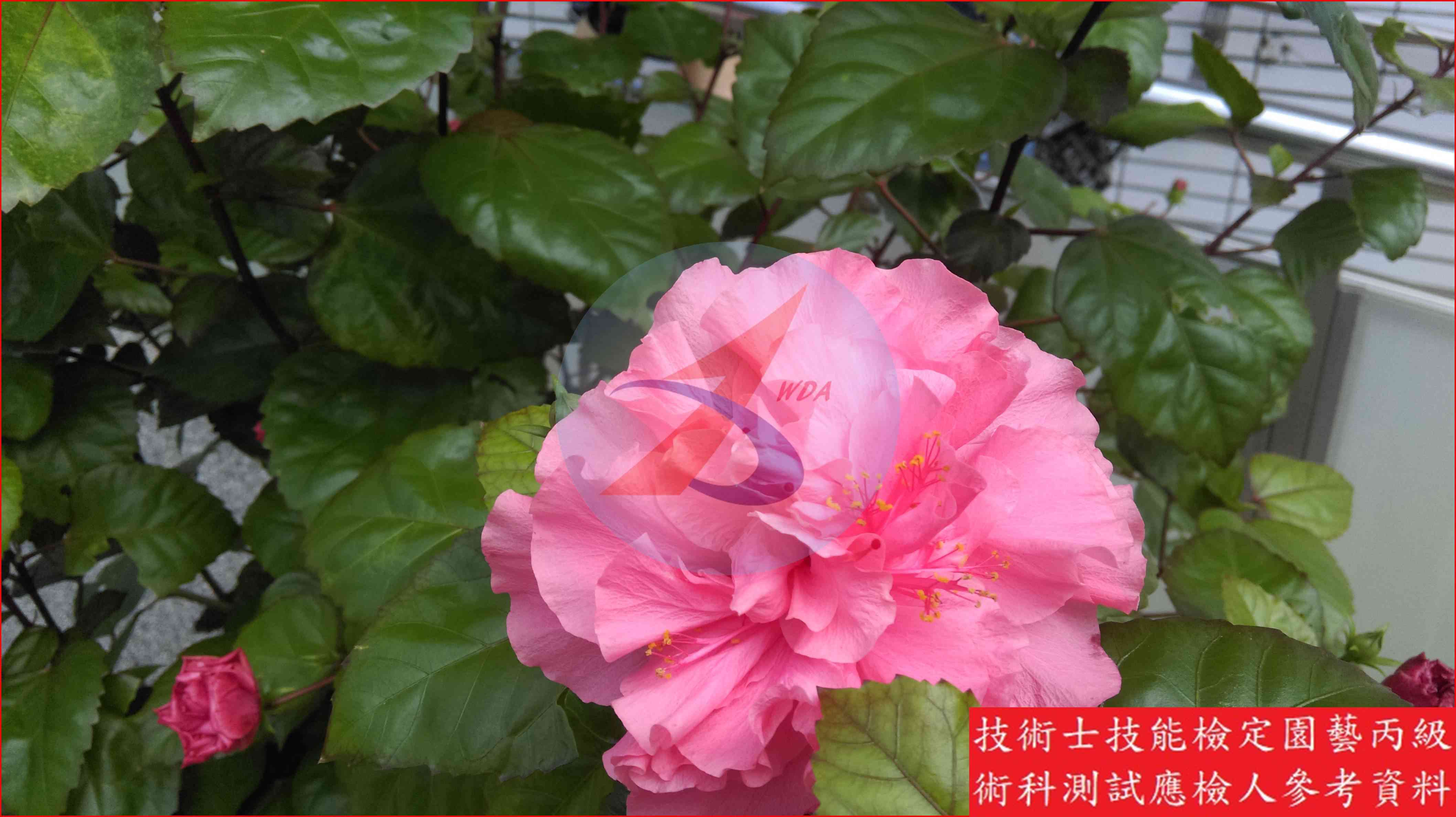 朱槿 園藝丙級識別圖片 2