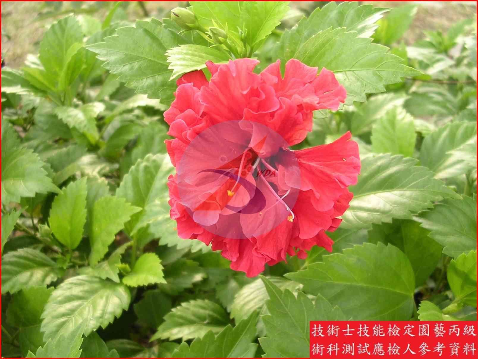 朱槿 園藝丙級識別圖片 3