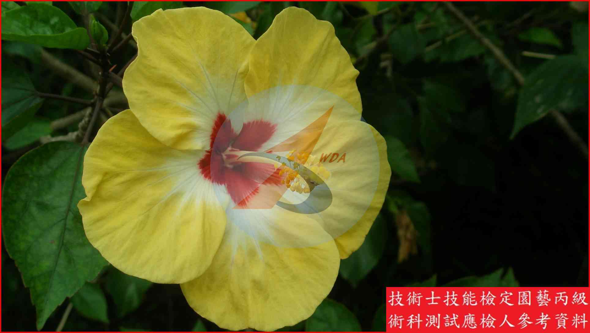 朱槿 園藝丙級識別圖片 4