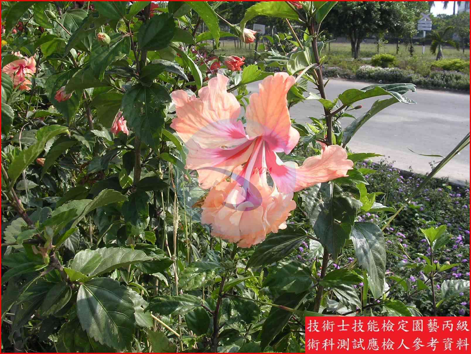 朱槿 園藝丙級識別圖片 5