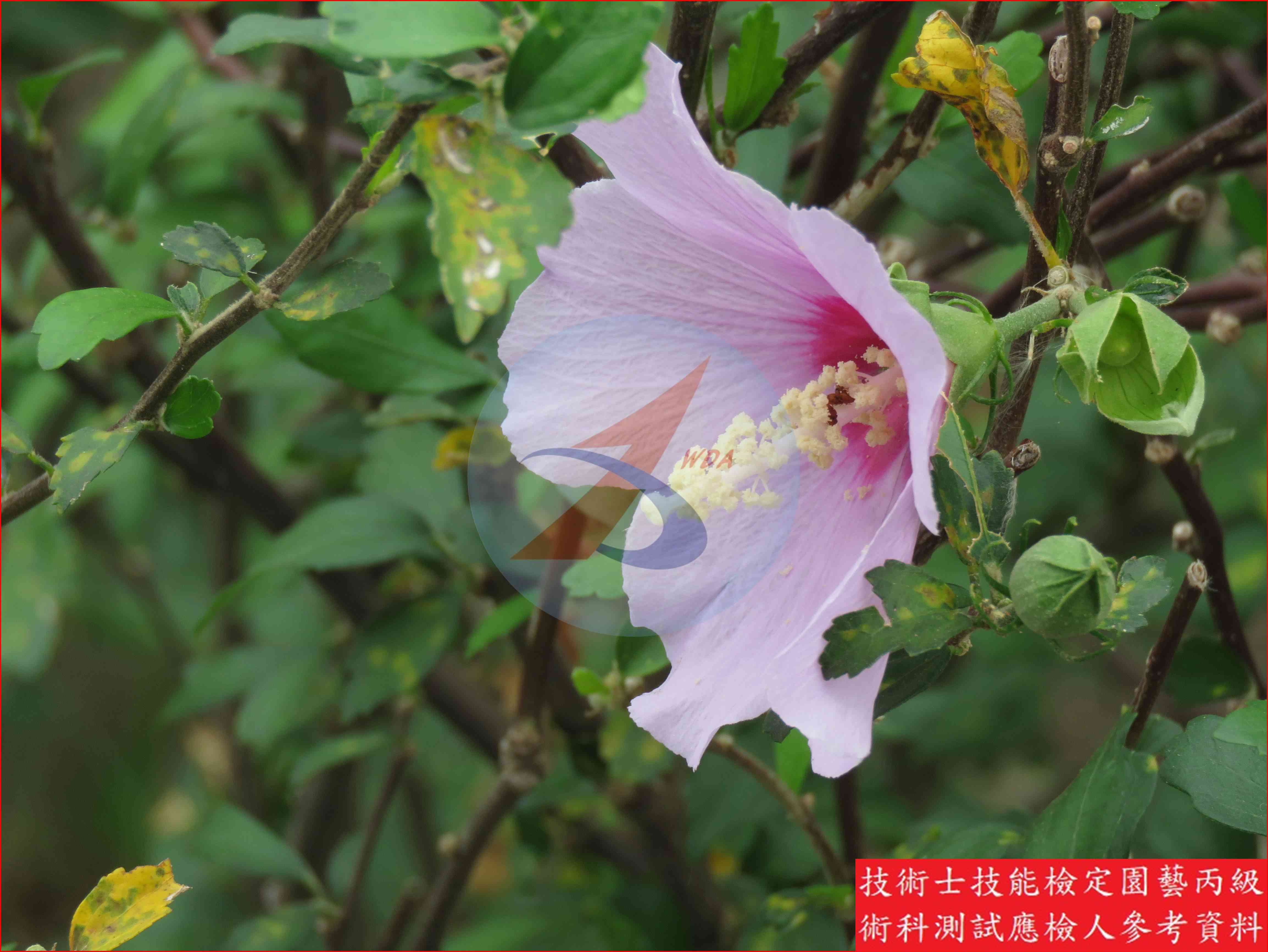 木槿 園藝丙級辨識圖片