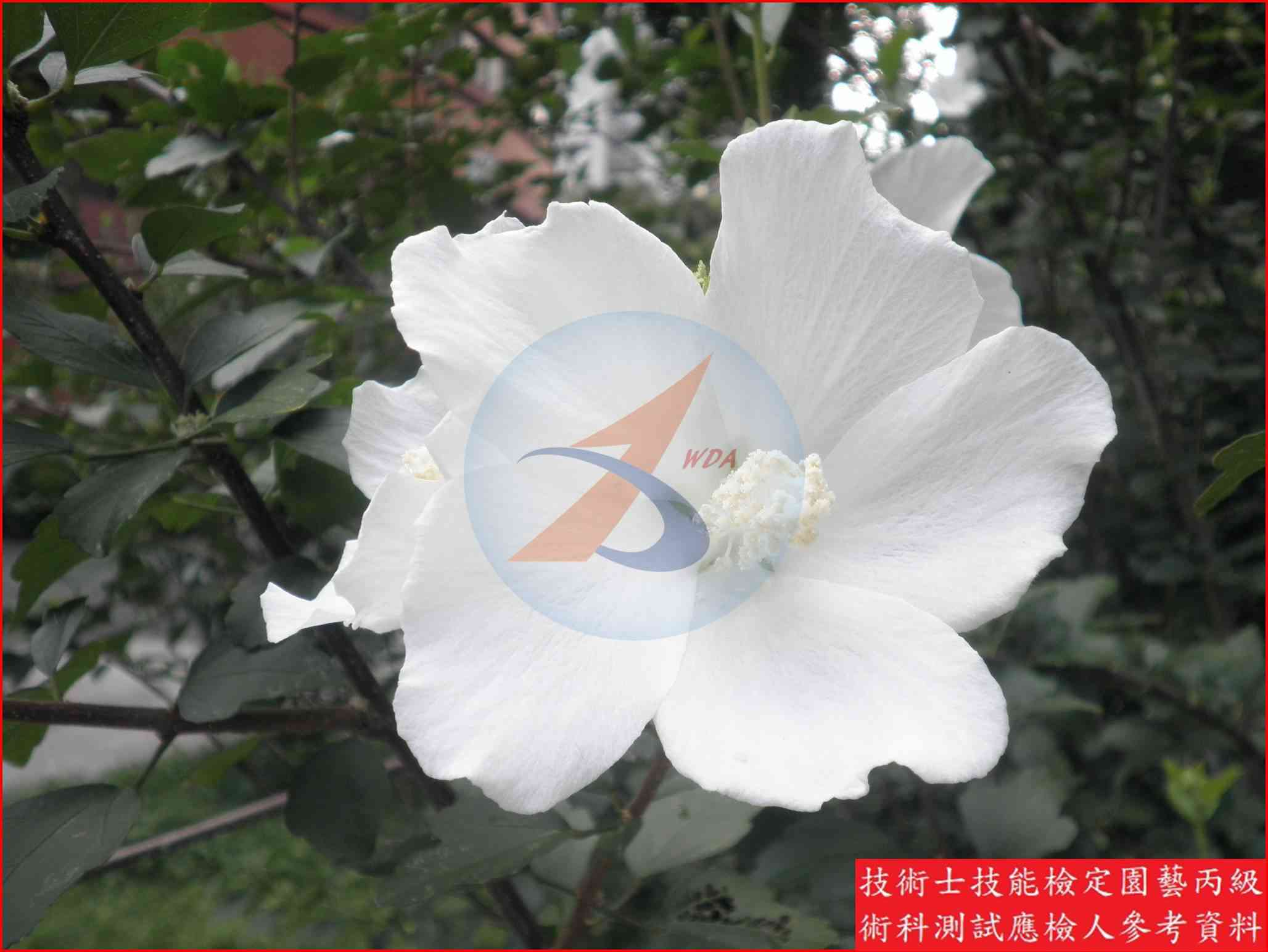 木槿 園藝丙級識別圖片 2