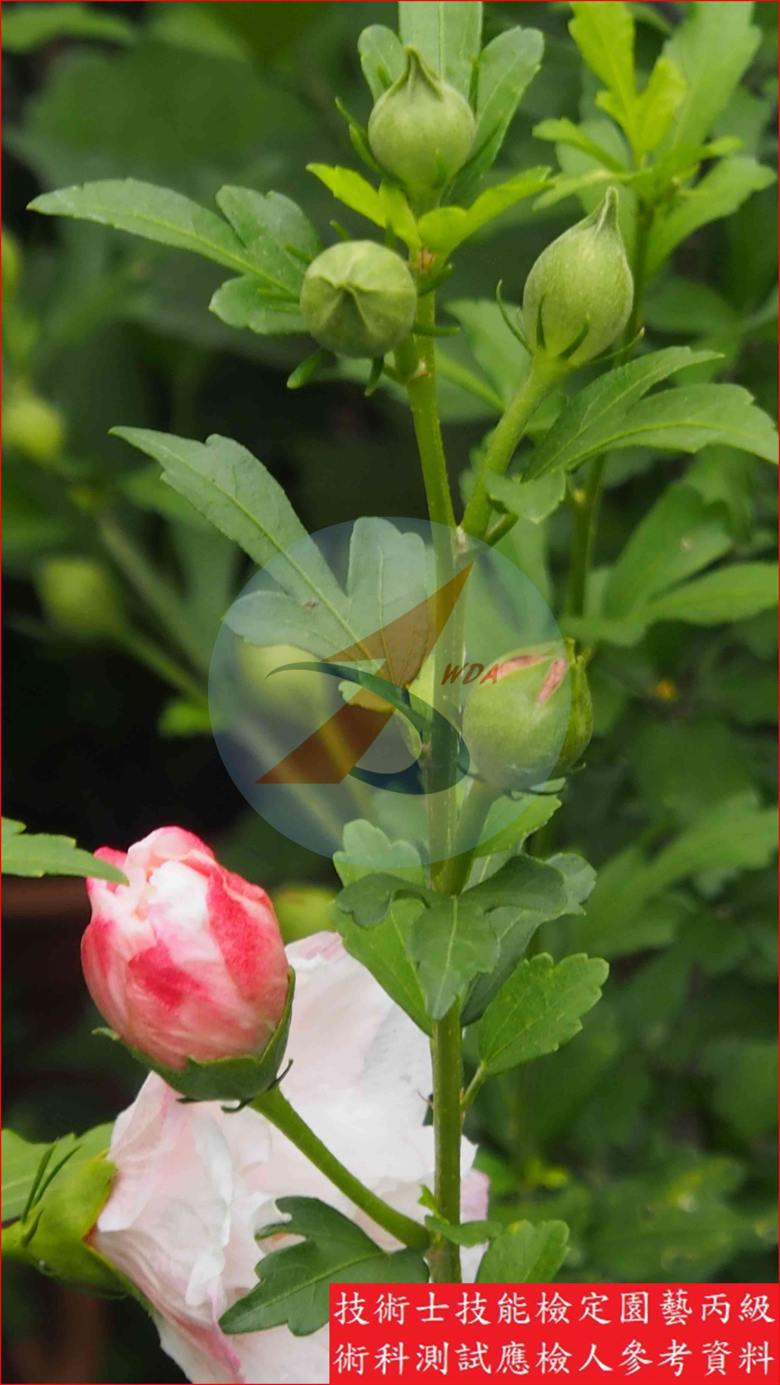 木槿 園藝丙級識別圖片 3
