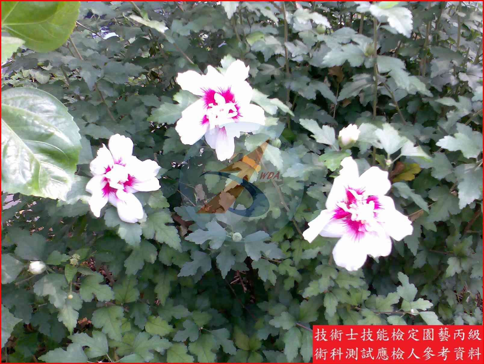 木槿 園藝丙級識別圖片 4