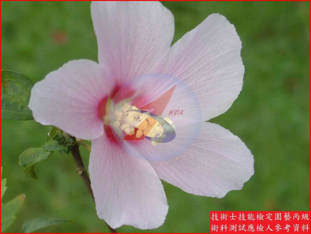 木槿 園藝丙級識別圖片 5