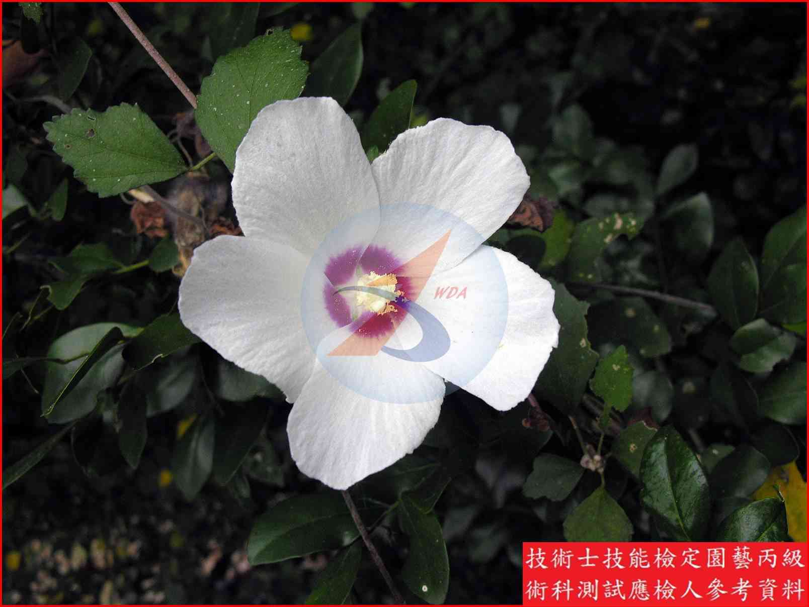 木槿 園藝丙級識別圖片 6