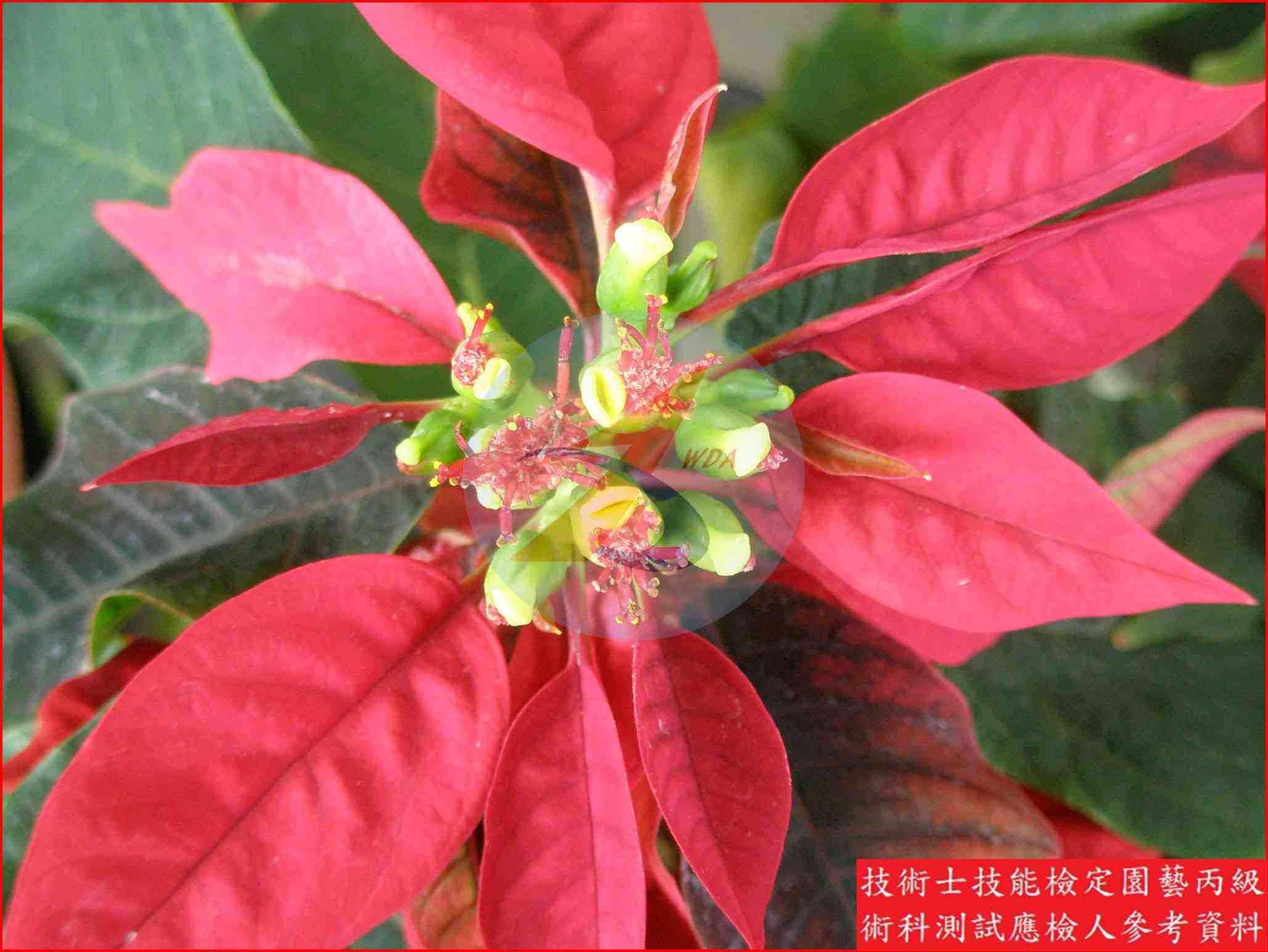 聖誕紅 園藝丙級辨識圖片