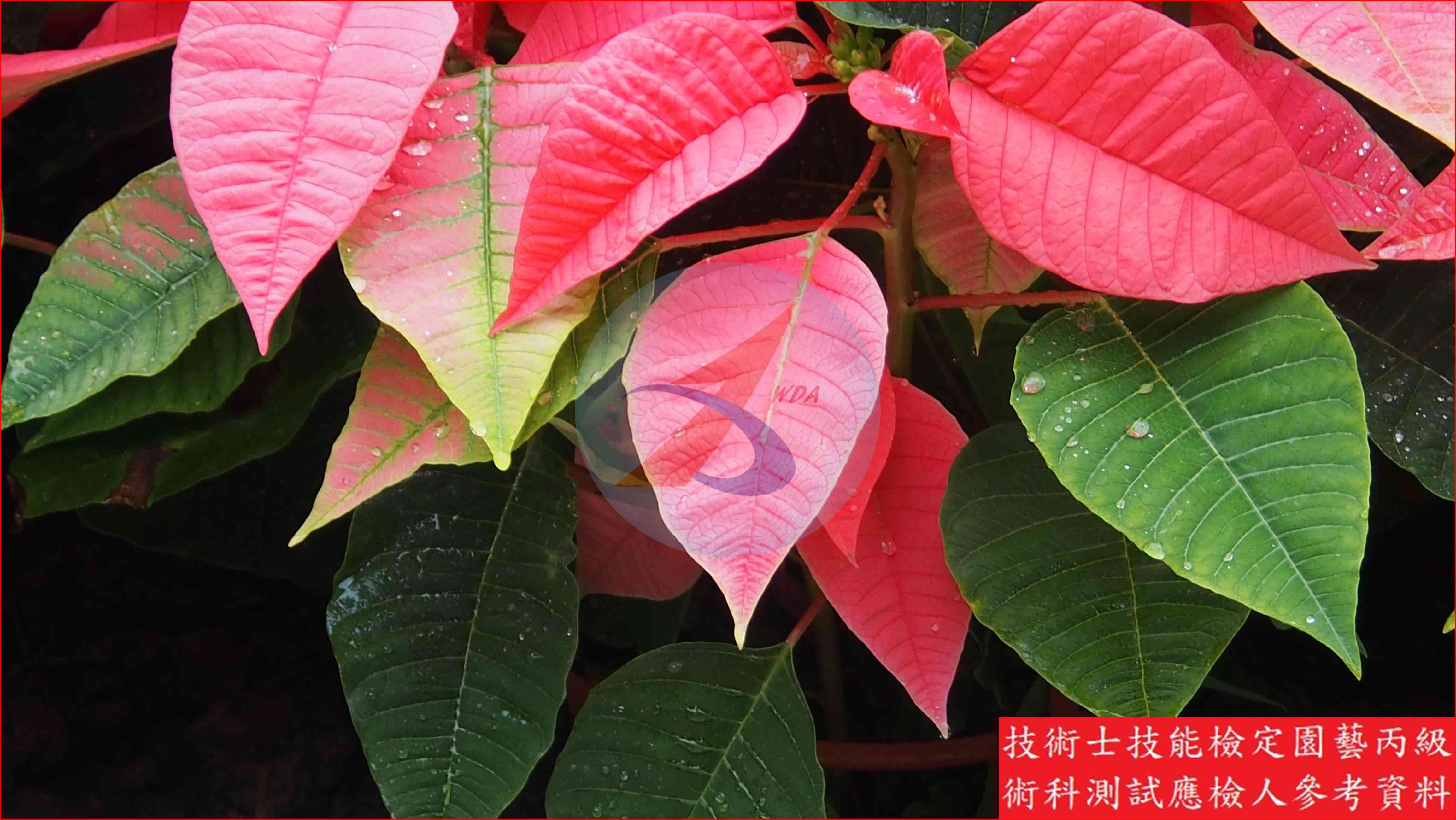 聖誕紅 園藝丙級識別圖片 2